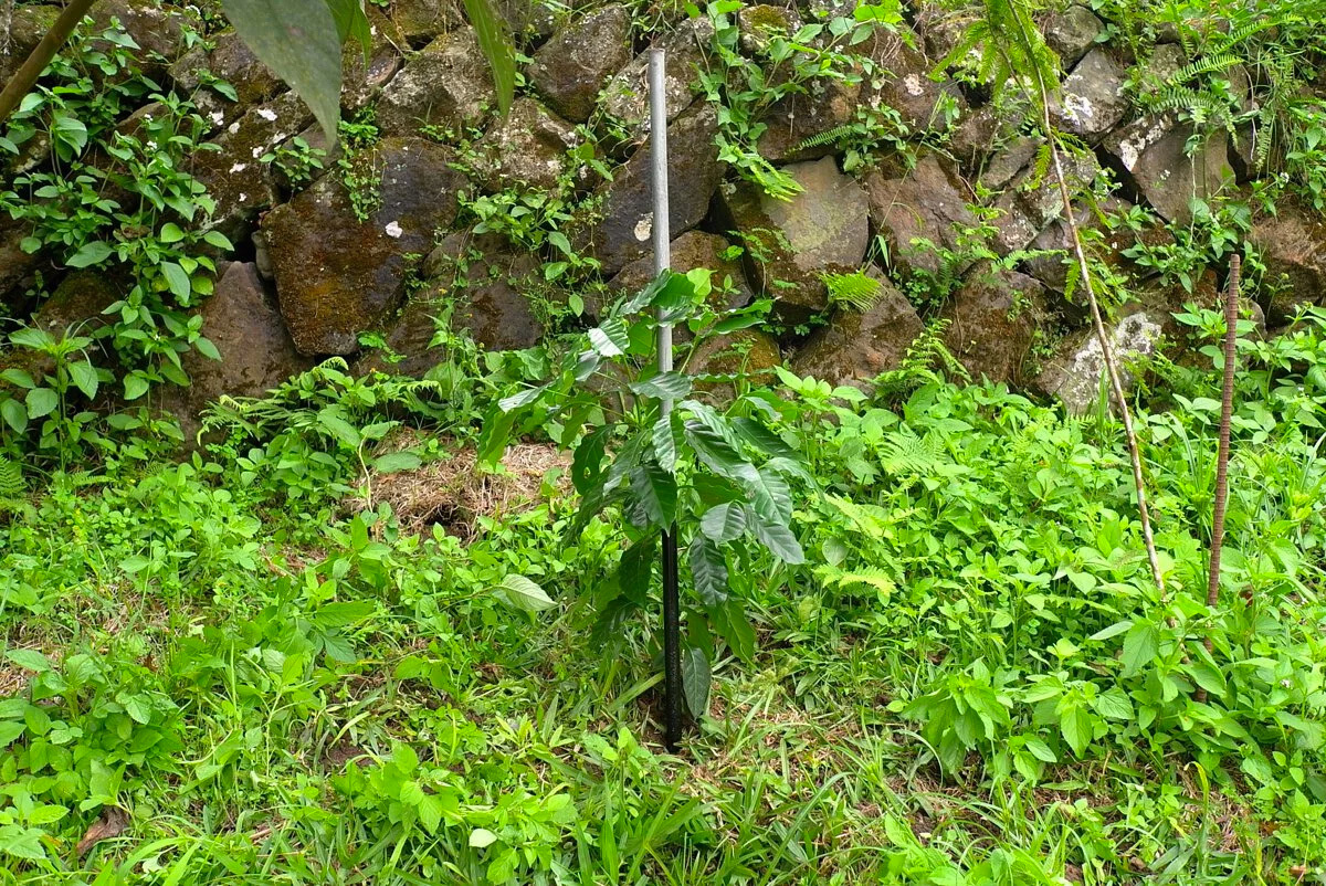 種植的咖啡樹苗
