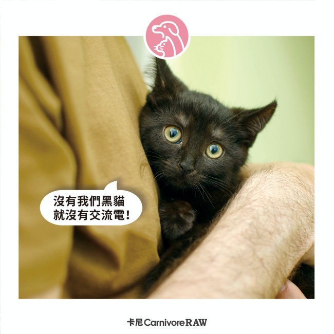 擼貓改變了人類電力史！