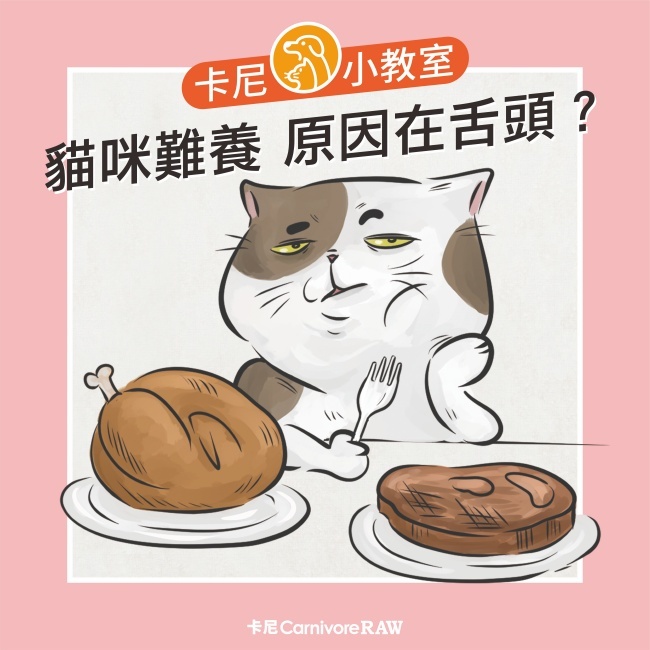 貓咪難養，原因在舌頭？