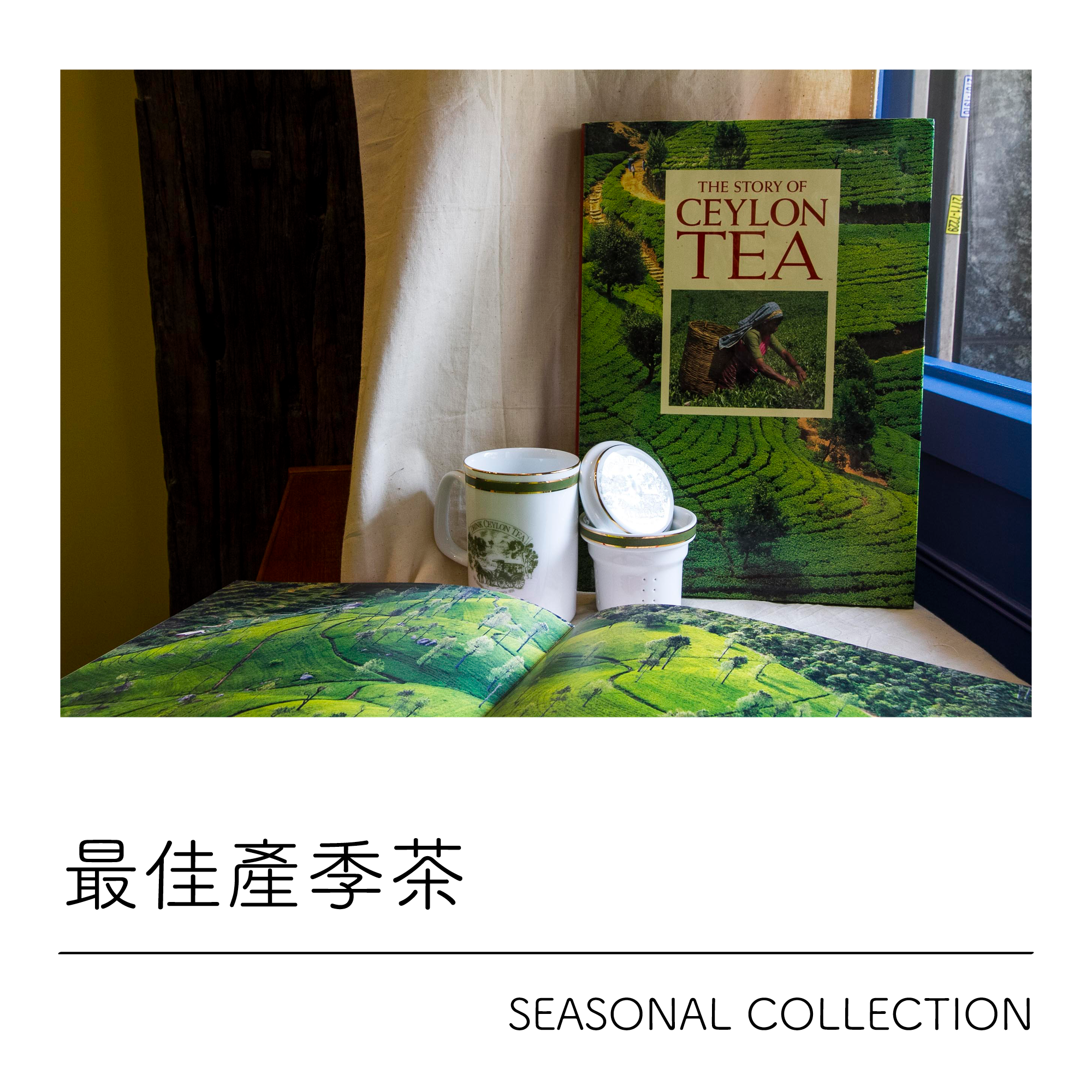 錫蘭茶最佳產季茶