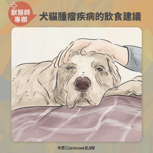 腫瘤動物的飲食建議