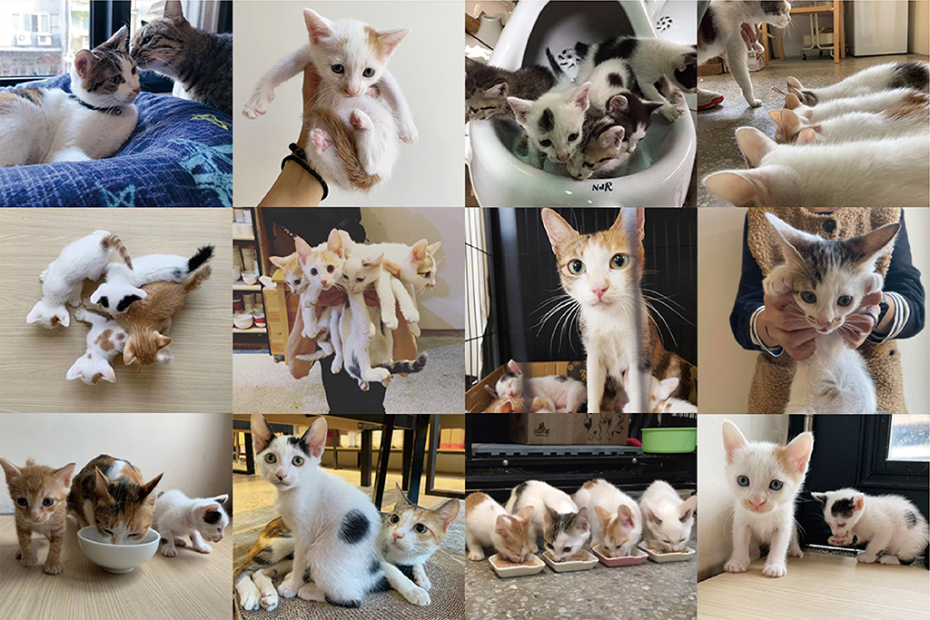 Mao's 樂陶陶長久以來中途送養了許多貓咪，一直是品牌的養分與使命。