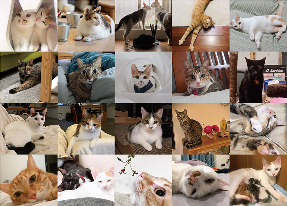 Mao's 樂陶陶陸續中途送養了三、四十隻幼貓和成貓，也因此結交了許多可愛的貓家人。