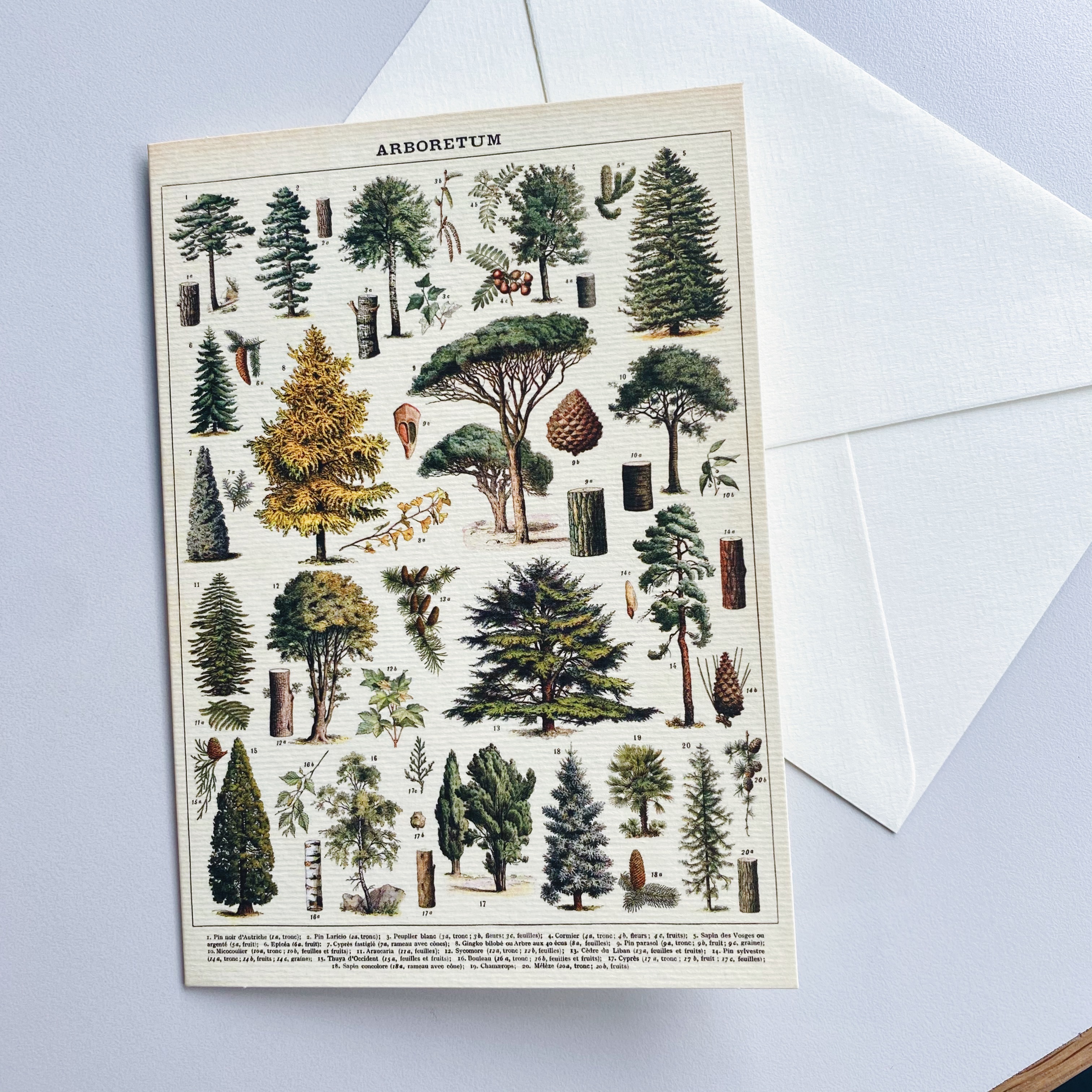 Cavallini 樹木 萬用卡片 賀卡