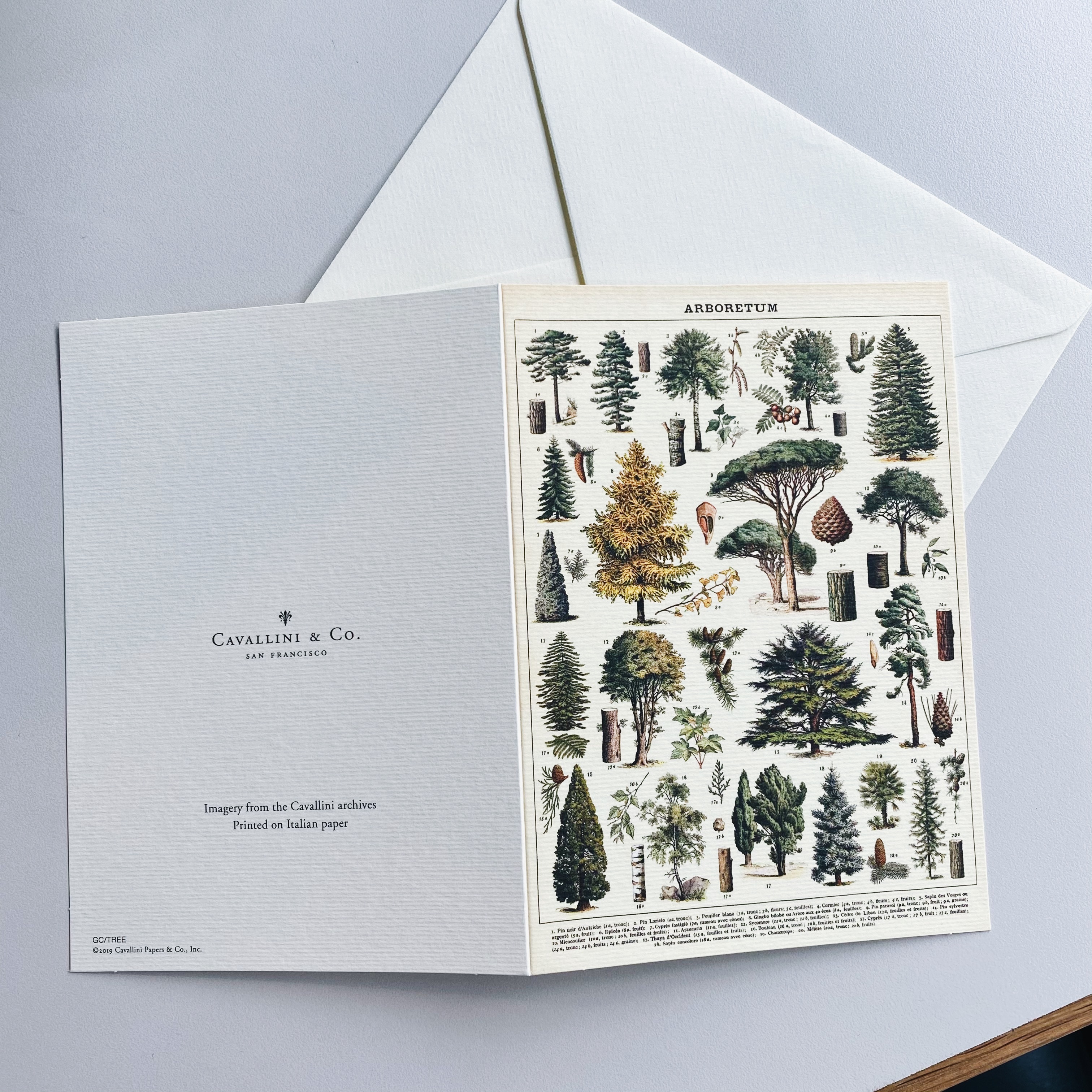 Cavallini 樹木 萬用卡片 賀卡
