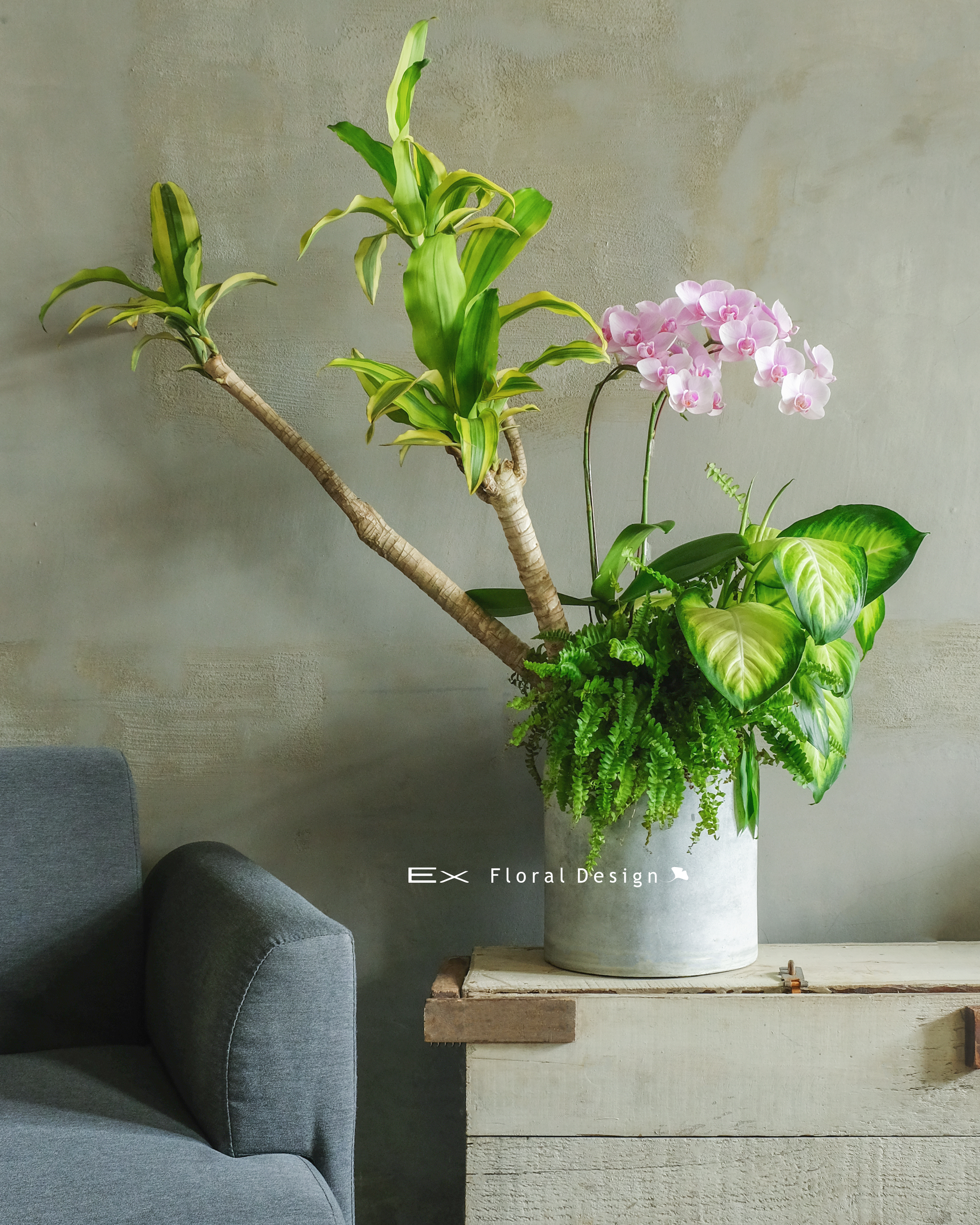 巴西木 ( 組合盆 )