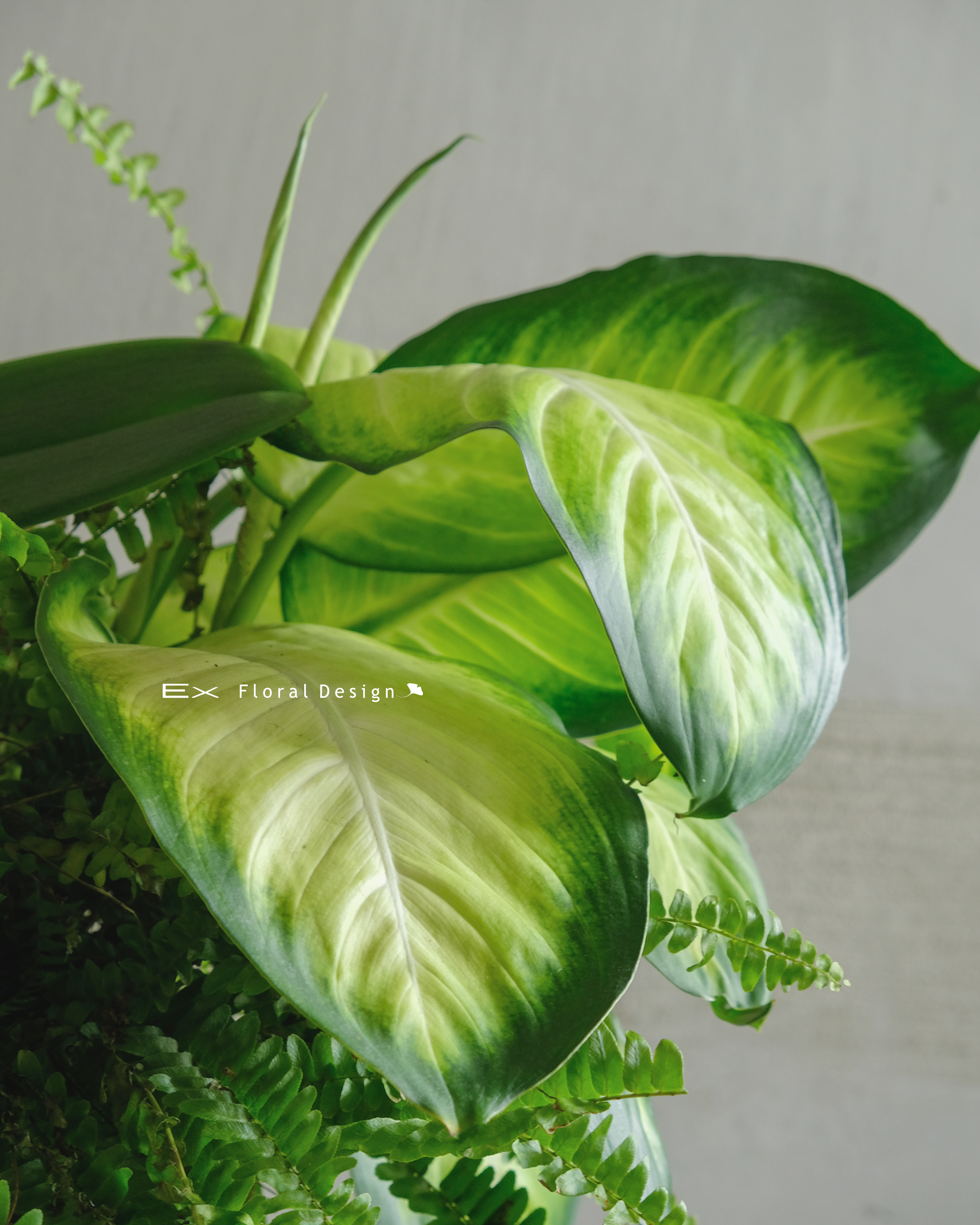 巴西木 ( 組合盆 )