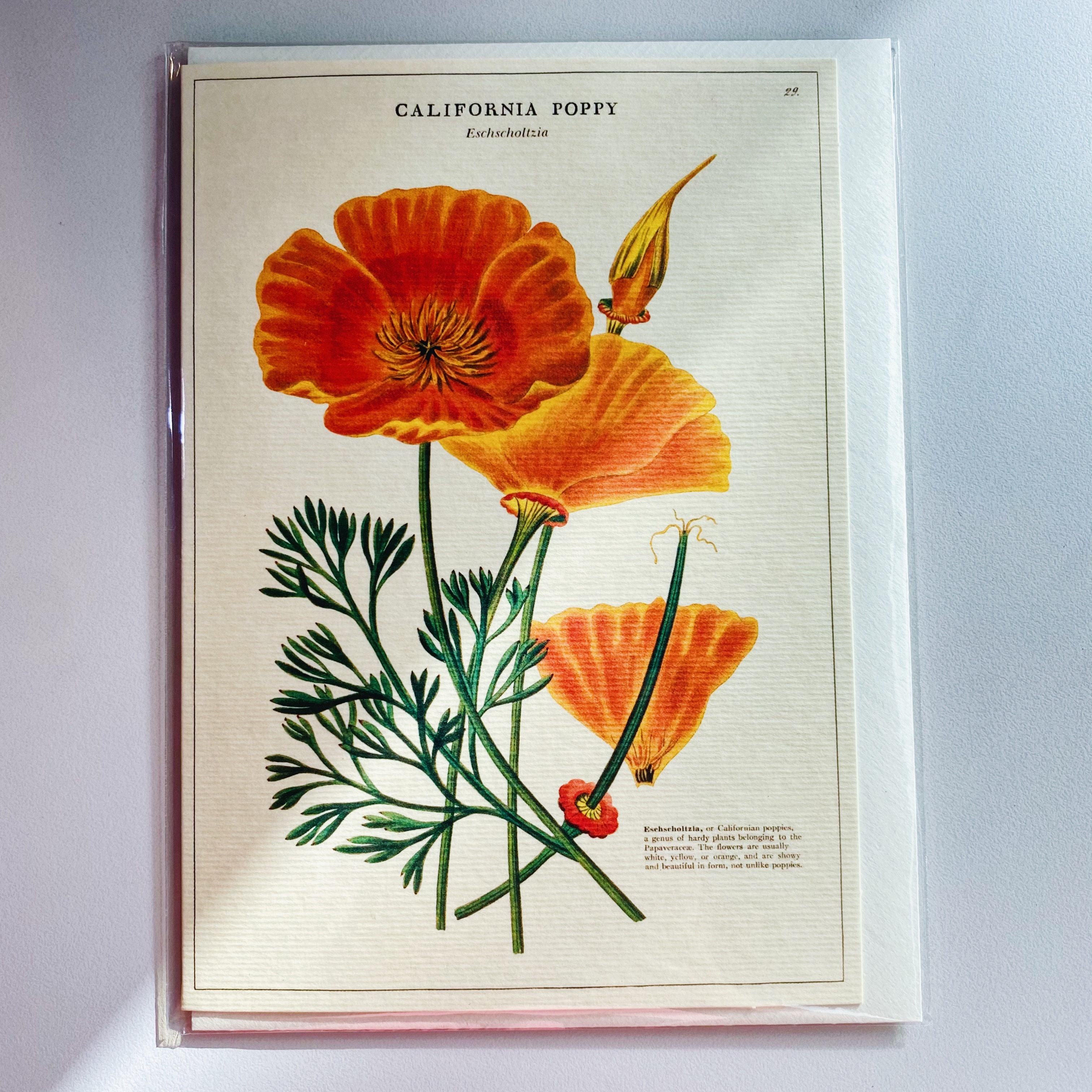 Cavallini 罌粟花 萬用卡片 賀卡