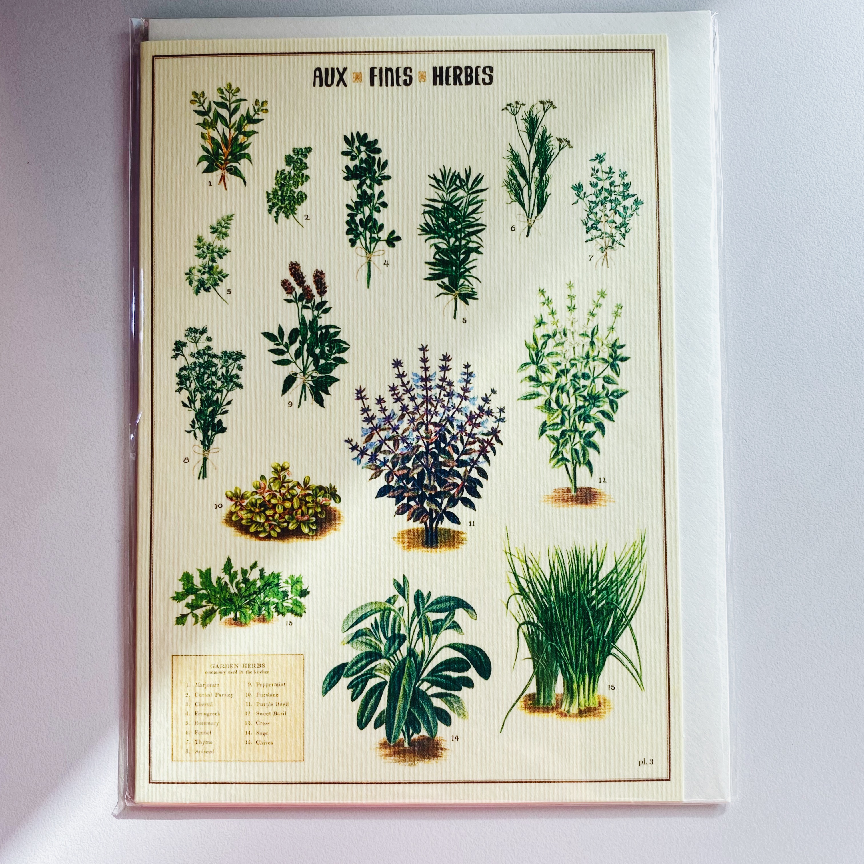 Cavallini 草本植物 萬用卡片 賀卡