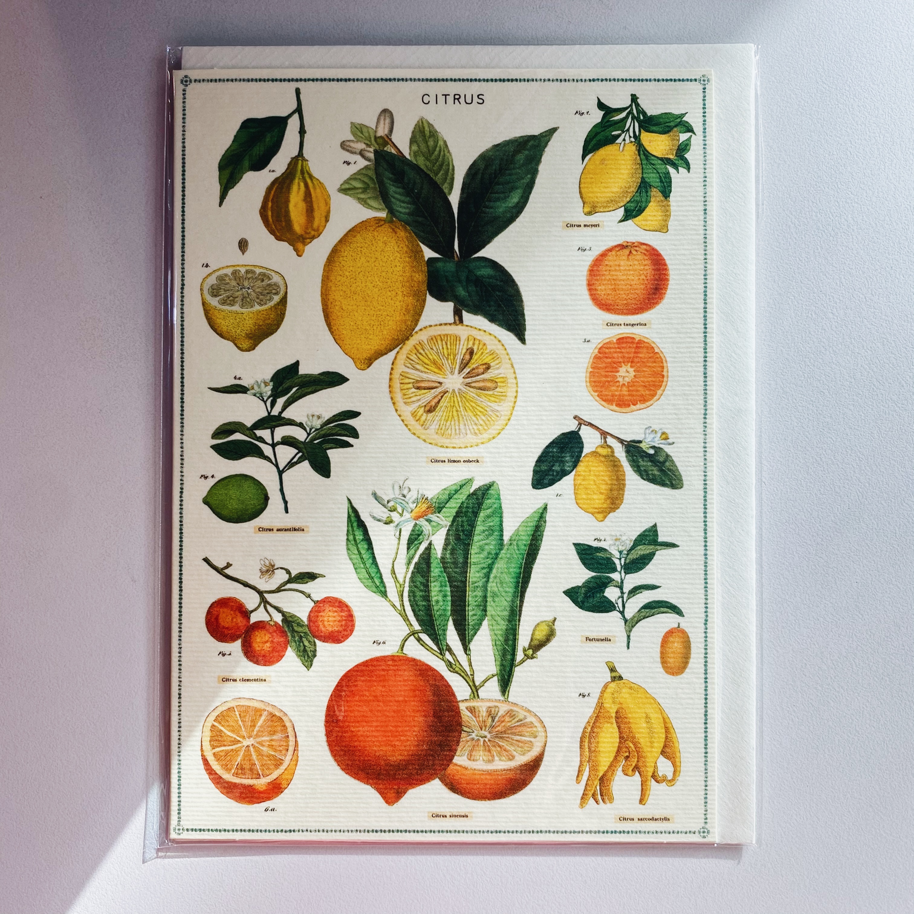 Cavallini 柑橘 萬用卡片 賀卡