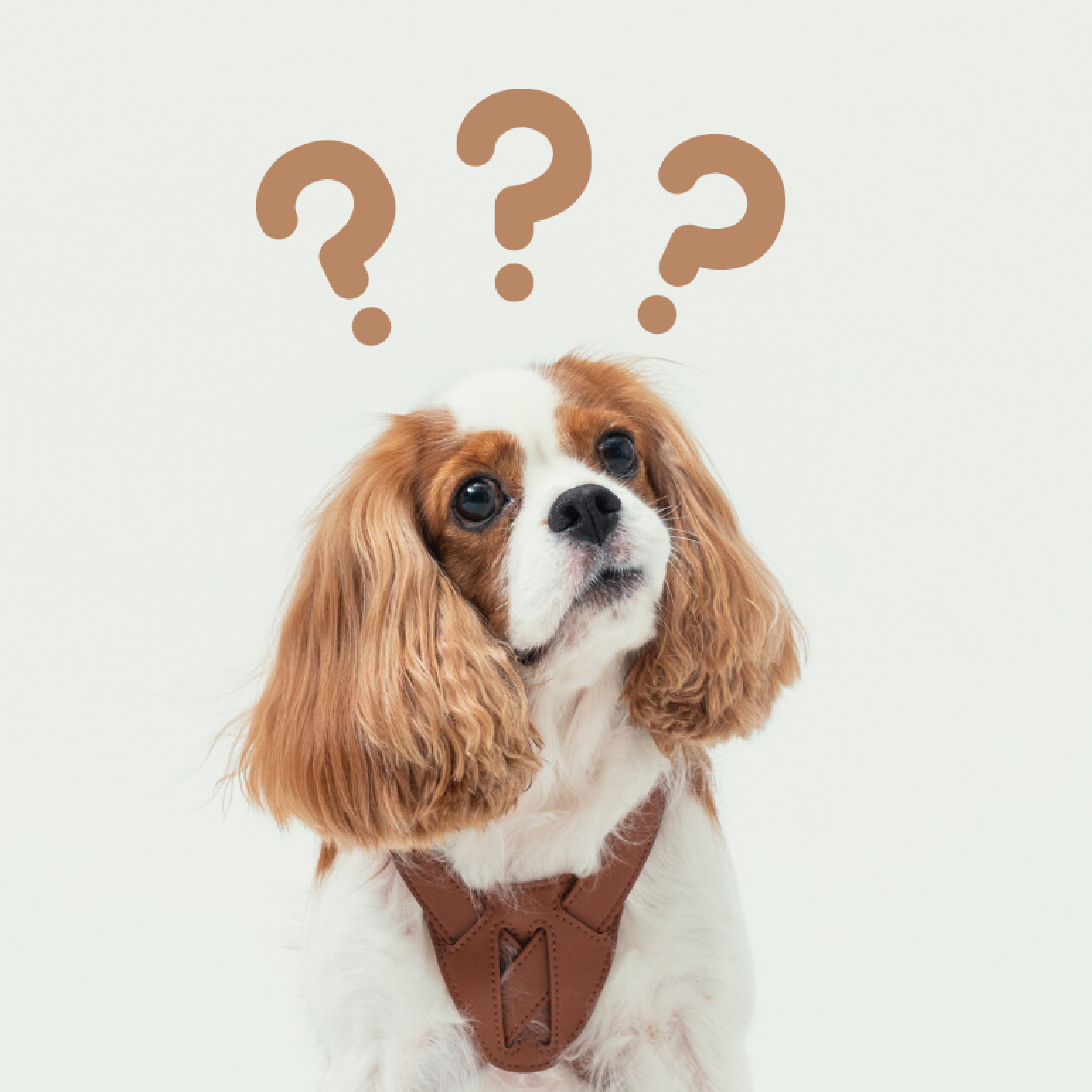 PEHOM部落格 | 狗狗行為冷知識