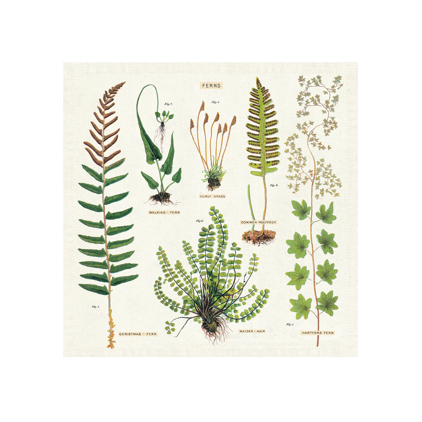 cavallini 餐用方巾 純棉茶巾 蕨類植物