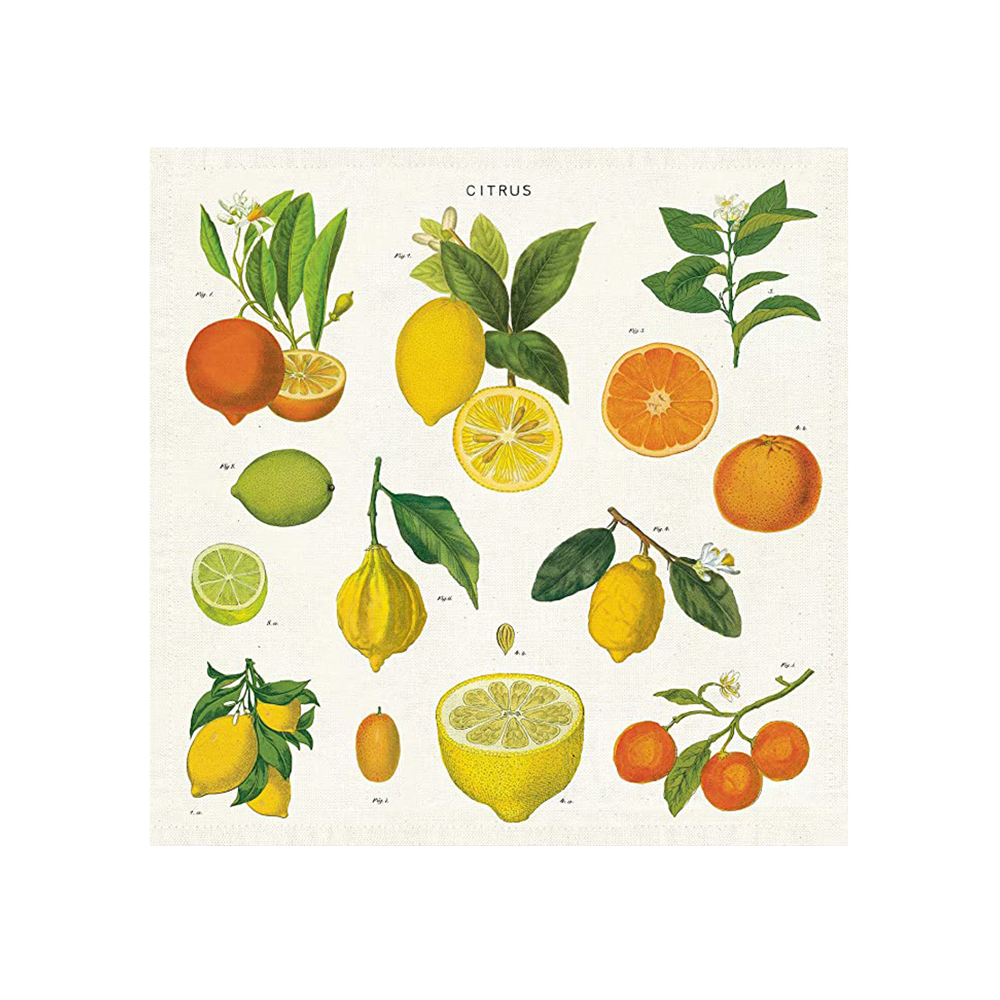 cavallini 餐用方巾 純棉茶巾 柑橘類