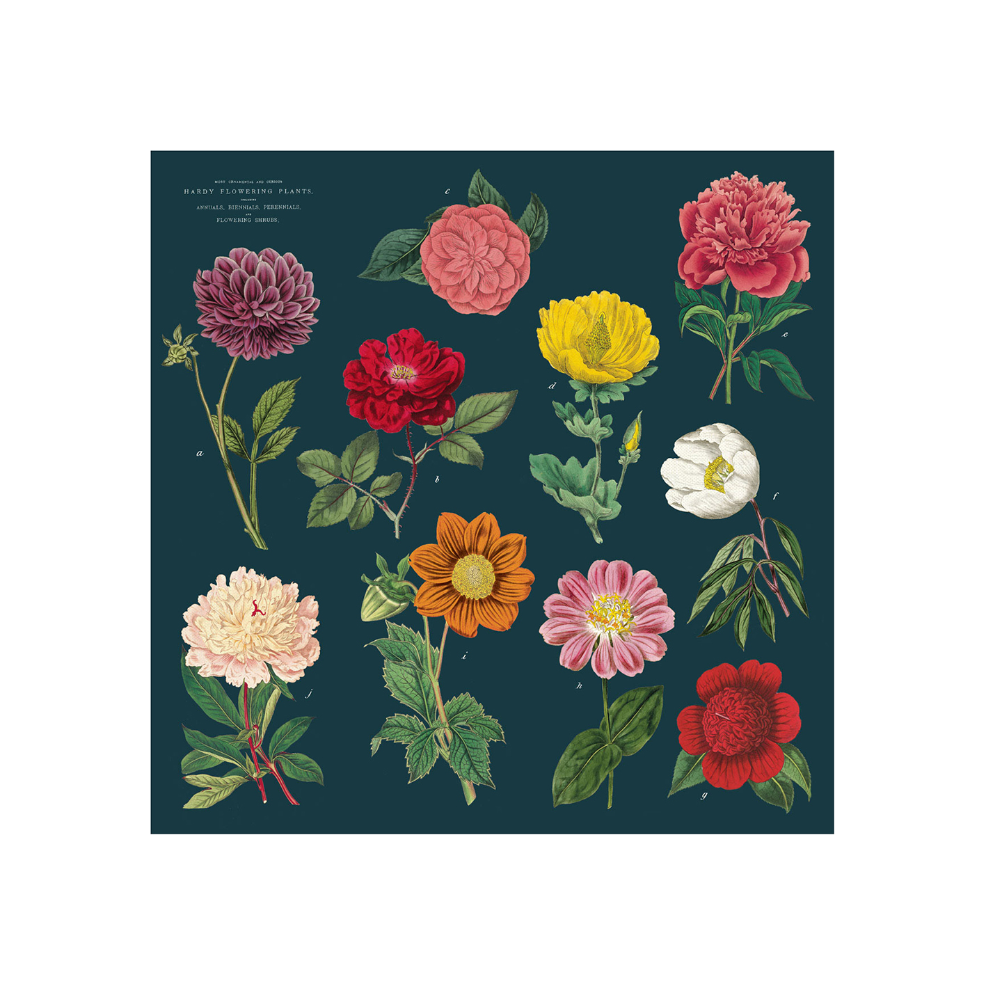 cavallini 餐用方巾 純棉茶巾 花朵