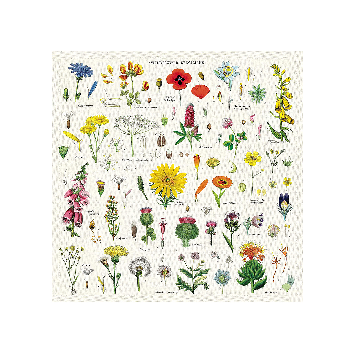 cavallini 餐用方巾 純棉茶巾 野花