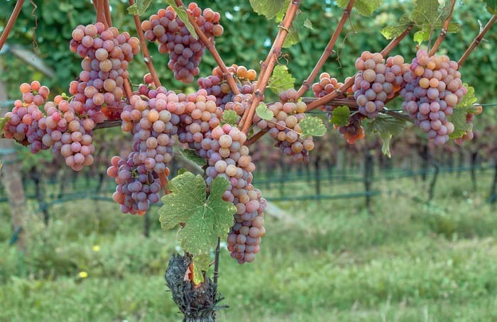 Gewurztraminer Grape