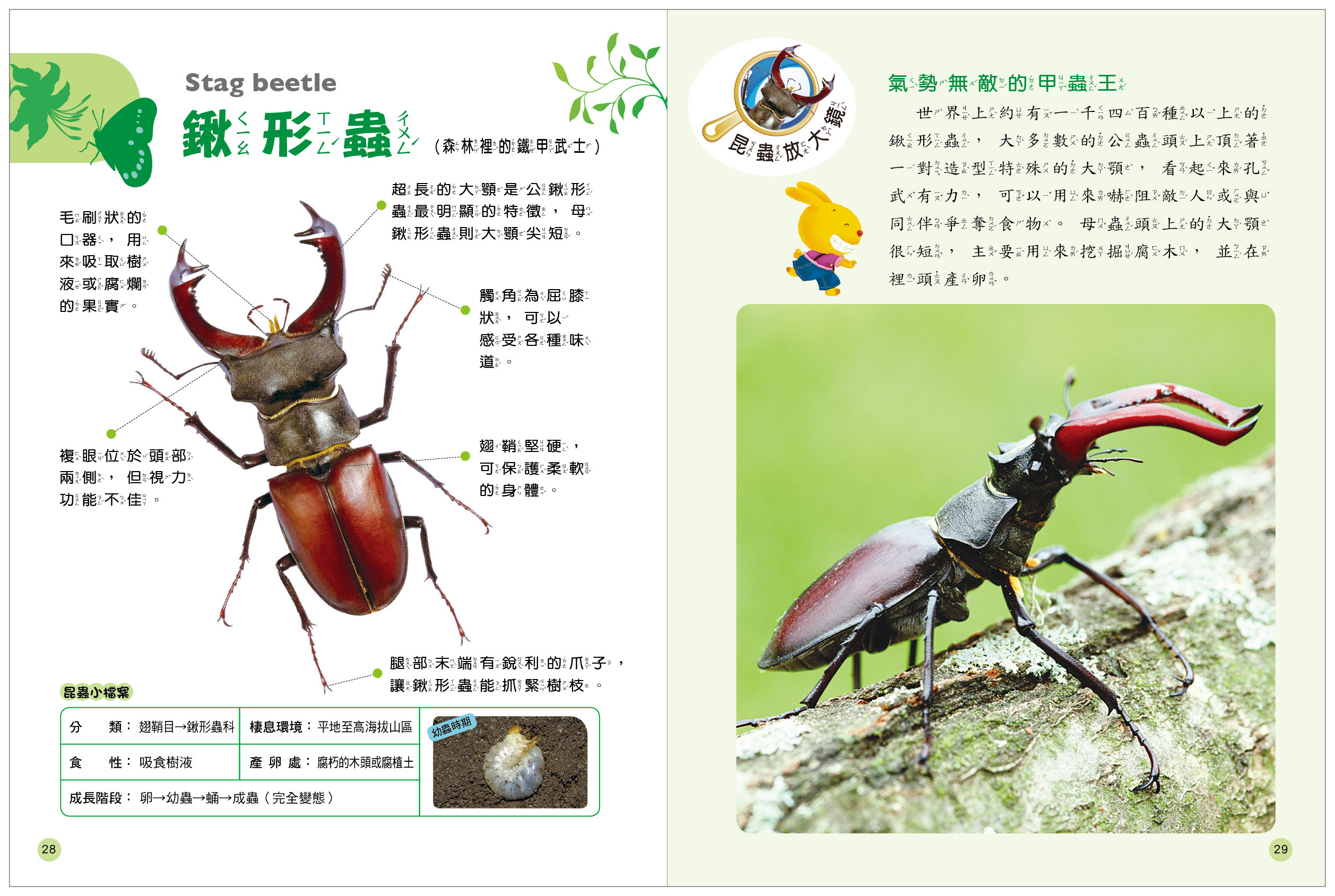 探索知識大百科系列 : 鳥類‧昆蟲