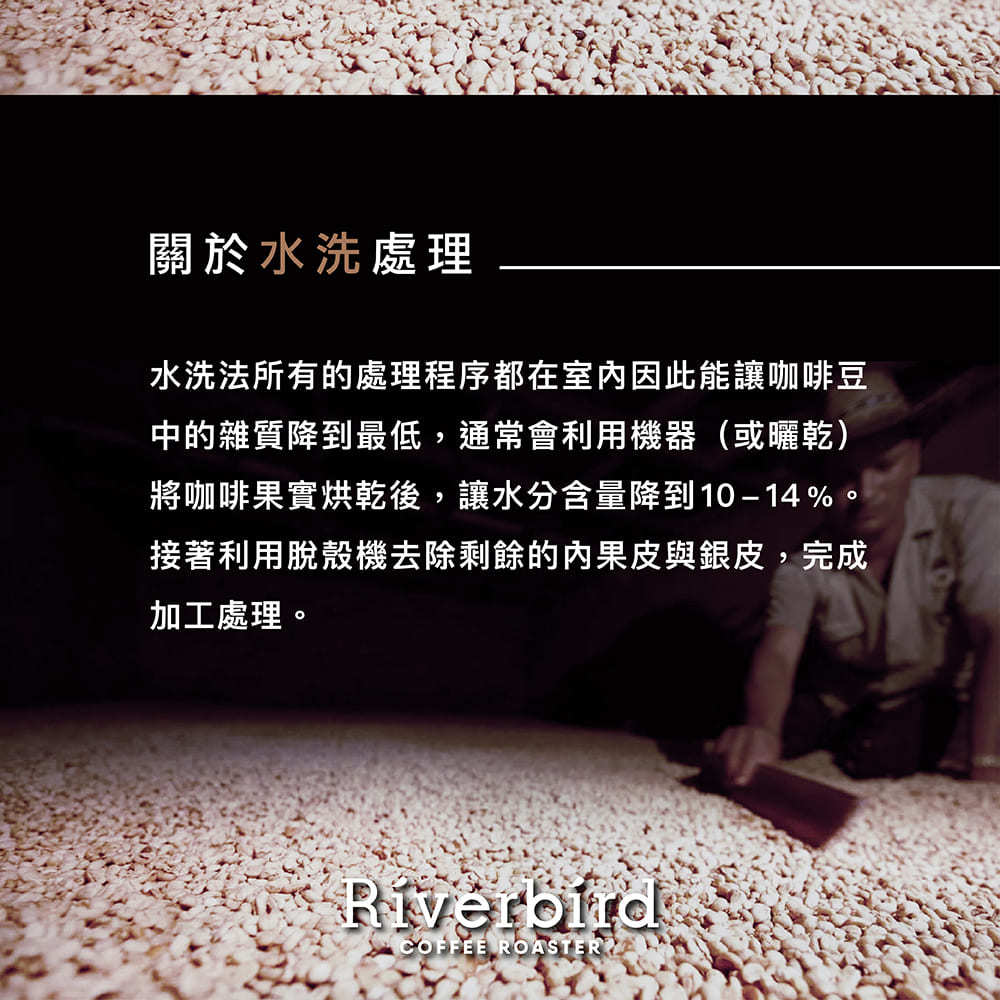 【Riverbird】《225g》新幾內亞 天堂鳥莊園 中焙/水洗