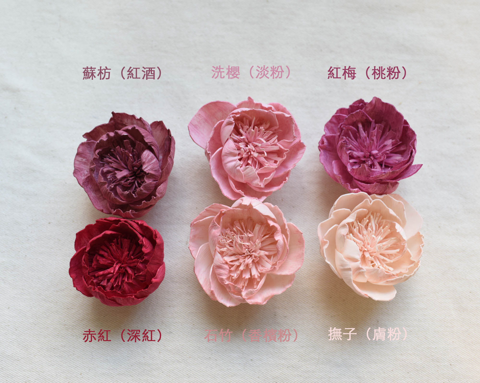 獨家染色索拉牡丹花 獨家染色索拉牡丹花