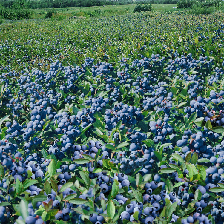 天時莓果TimesBerries｜關於天時