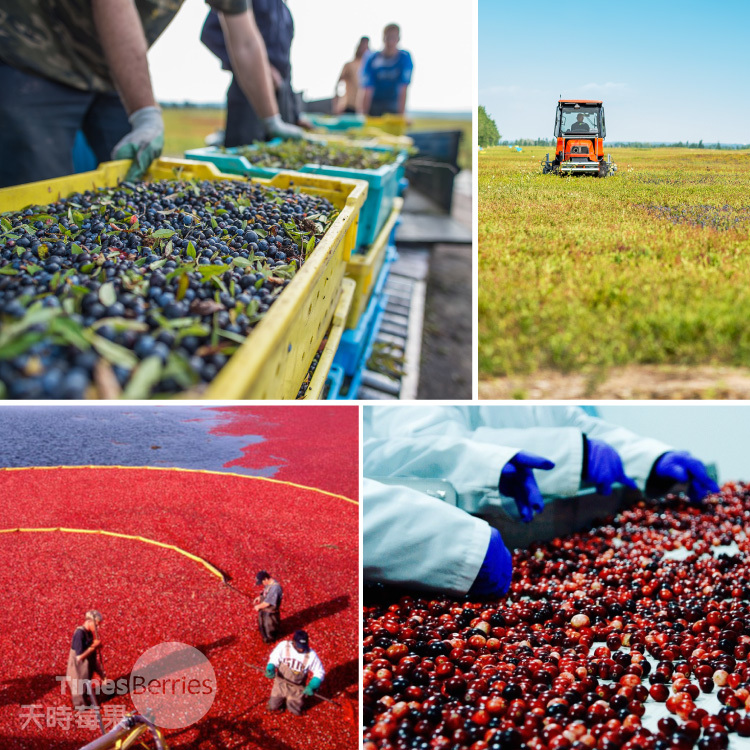 天時莓果TimesBerries｜關於天時 為什麼叫天時莓果?