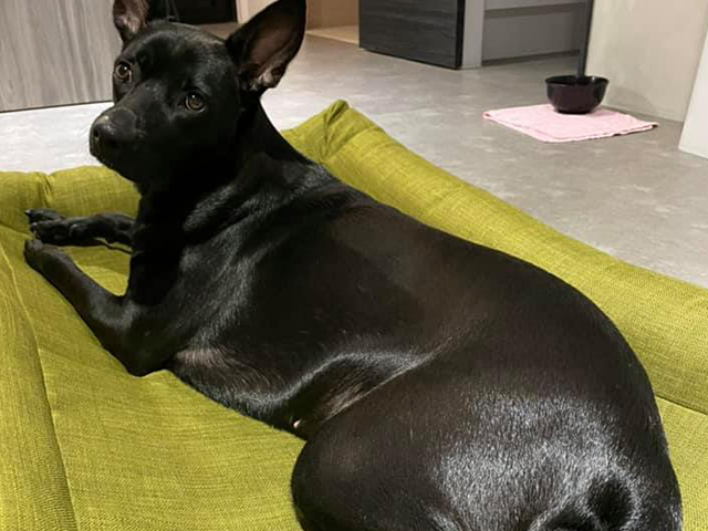 愛兒堡-黑熊和姊姊的飛飛日記