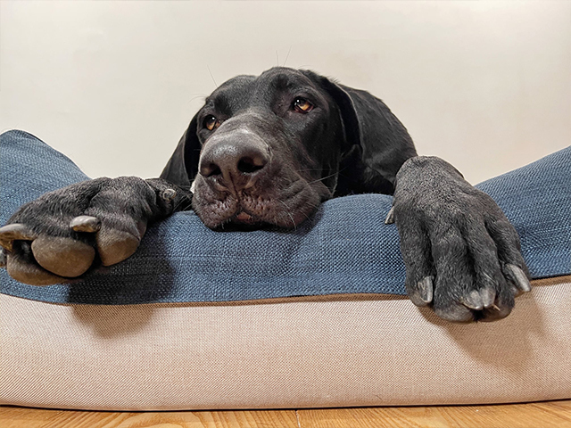 愛兒堡-Buster和他們一家的日常