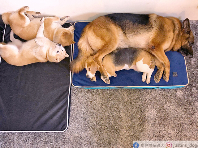 寵物緩壓睡墊-狗仔隊玩很大