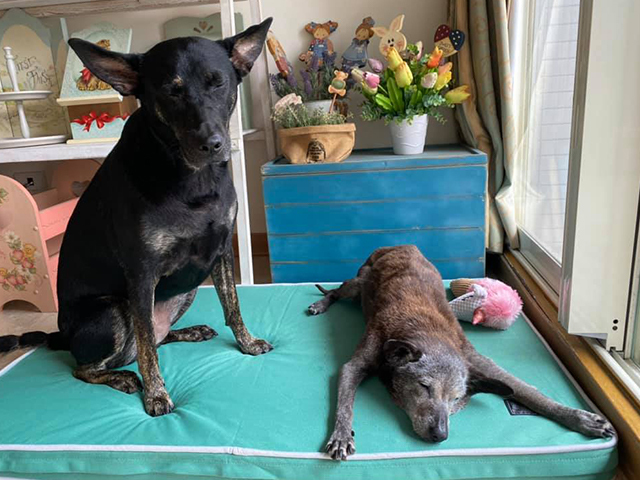 經典透氣睡墊-菲菲公主&點點千金（就是愛米克斯）