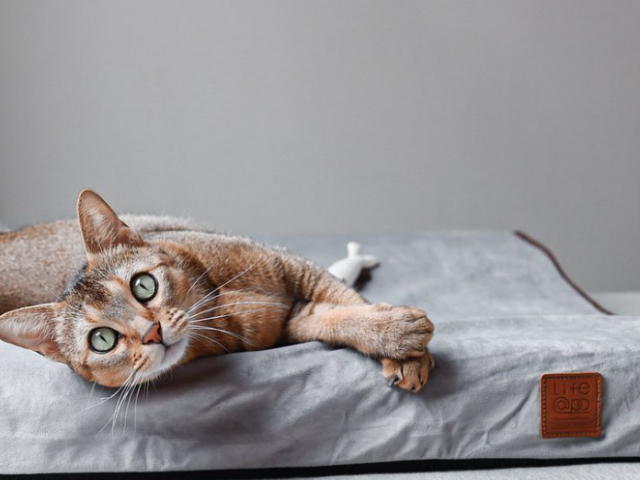 舒弧墊&小貓山丘-charlie查理王子