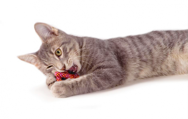 Petstages - 貓草潔牙齒捲餅 (貓用)