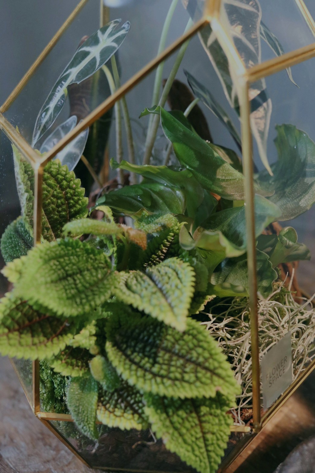幾何玻璃金框植栽