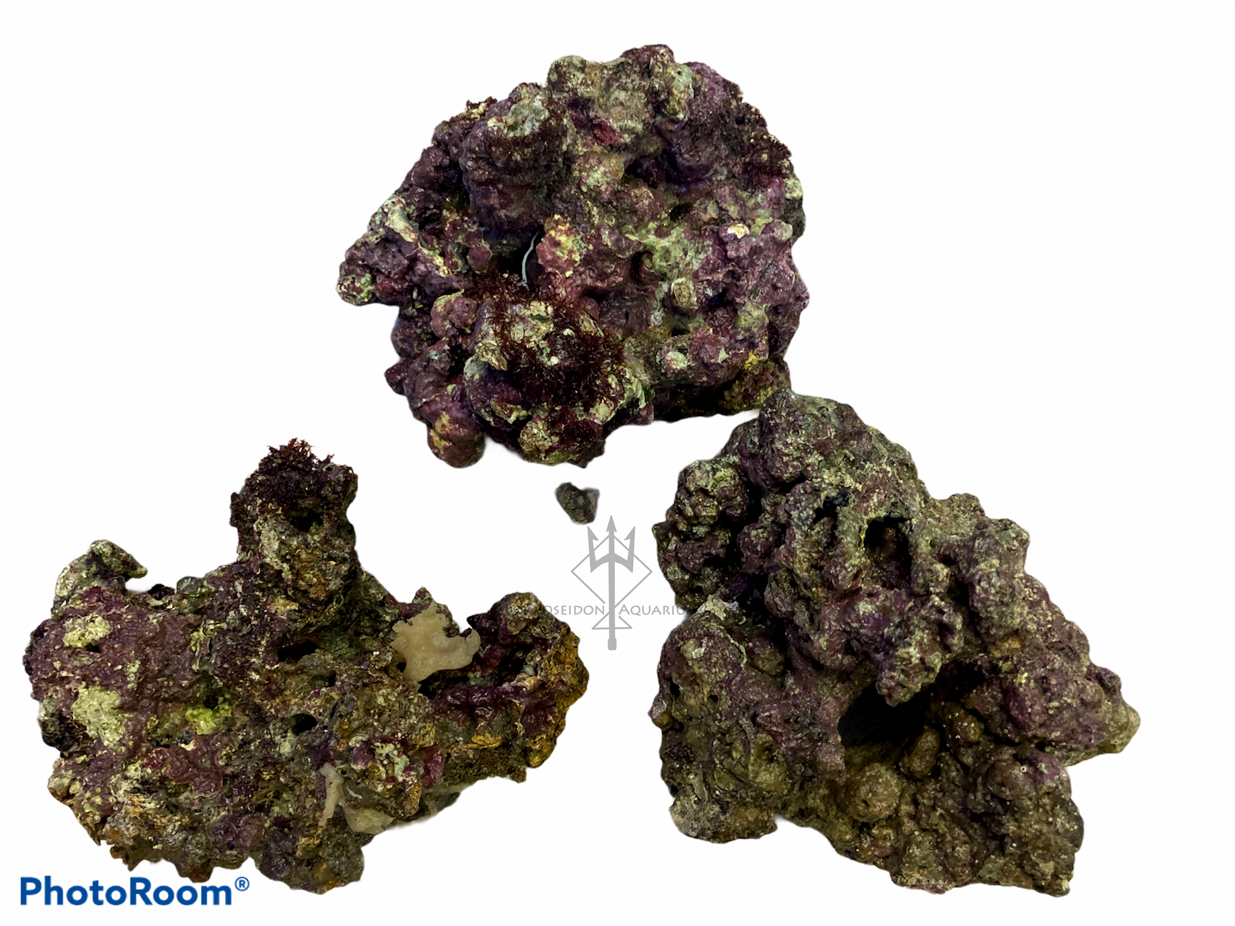 天然活石 濾材小活石 已處理活石