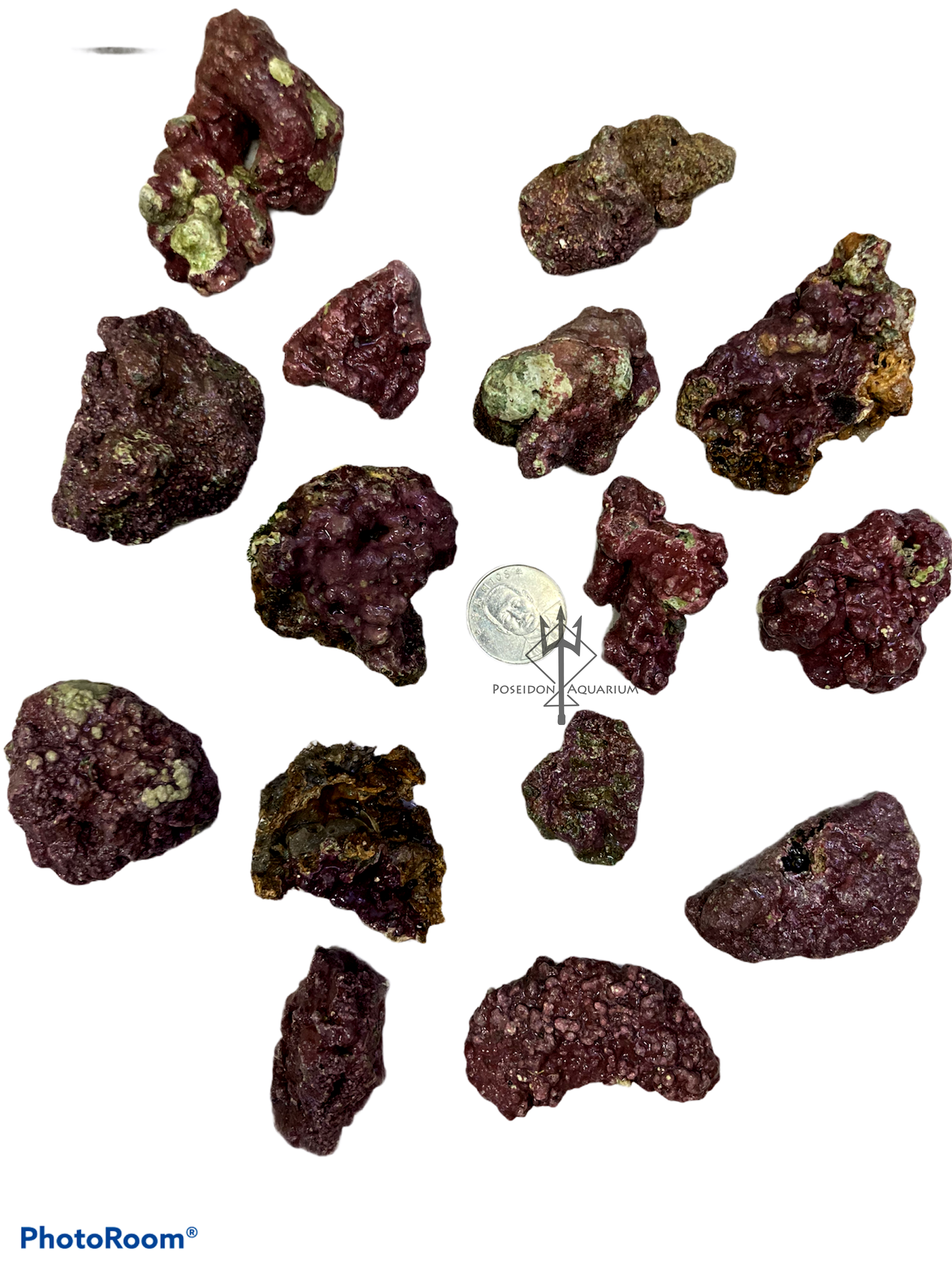 天然活石 濾材小活石 已處理活石