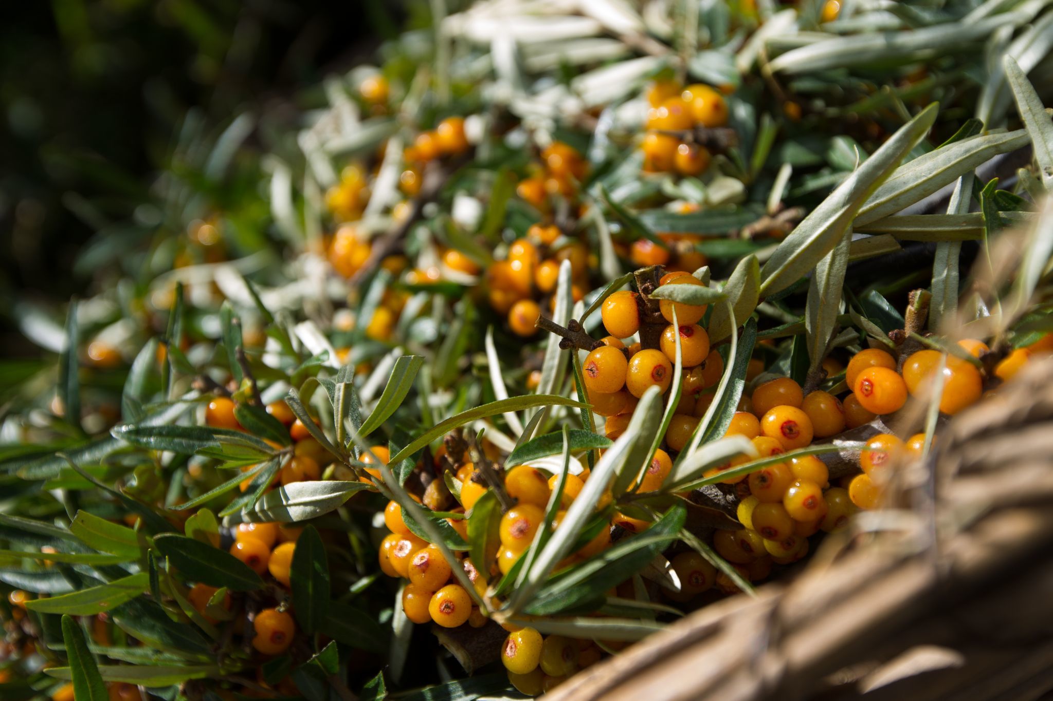 沙棘，有機沙棘，Puredia沙棘