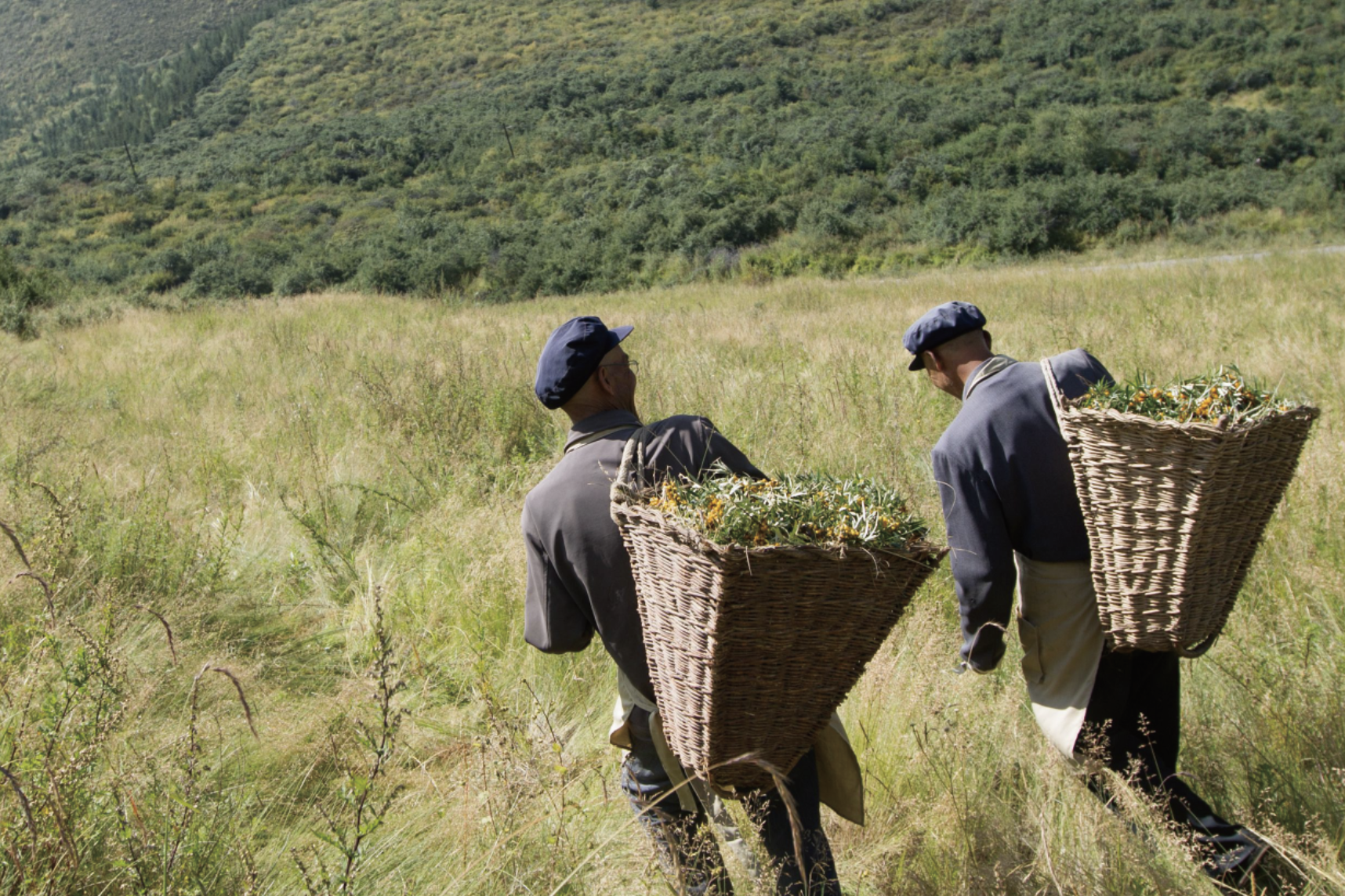沙棘，有機沙棘，Puredia沙棘