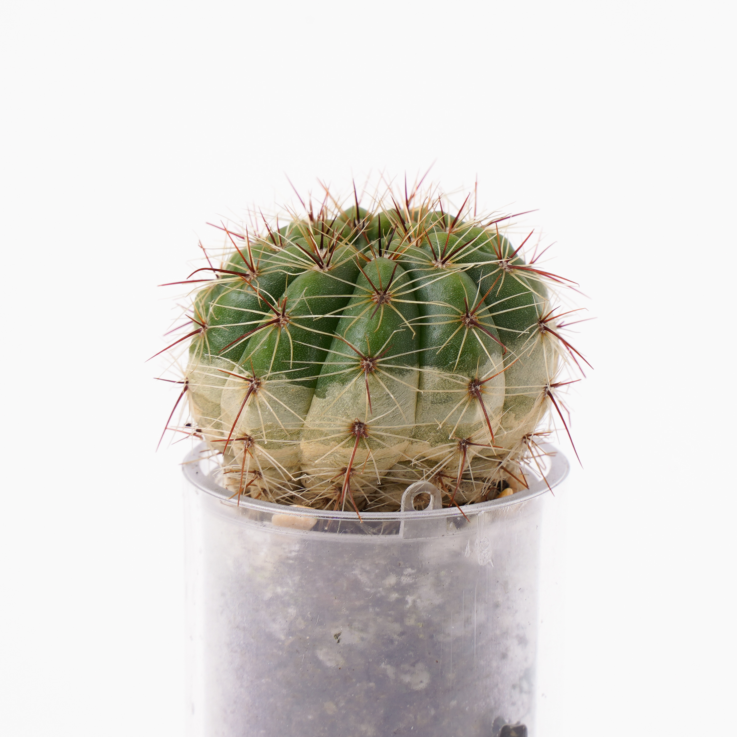 Notocactus ottonis