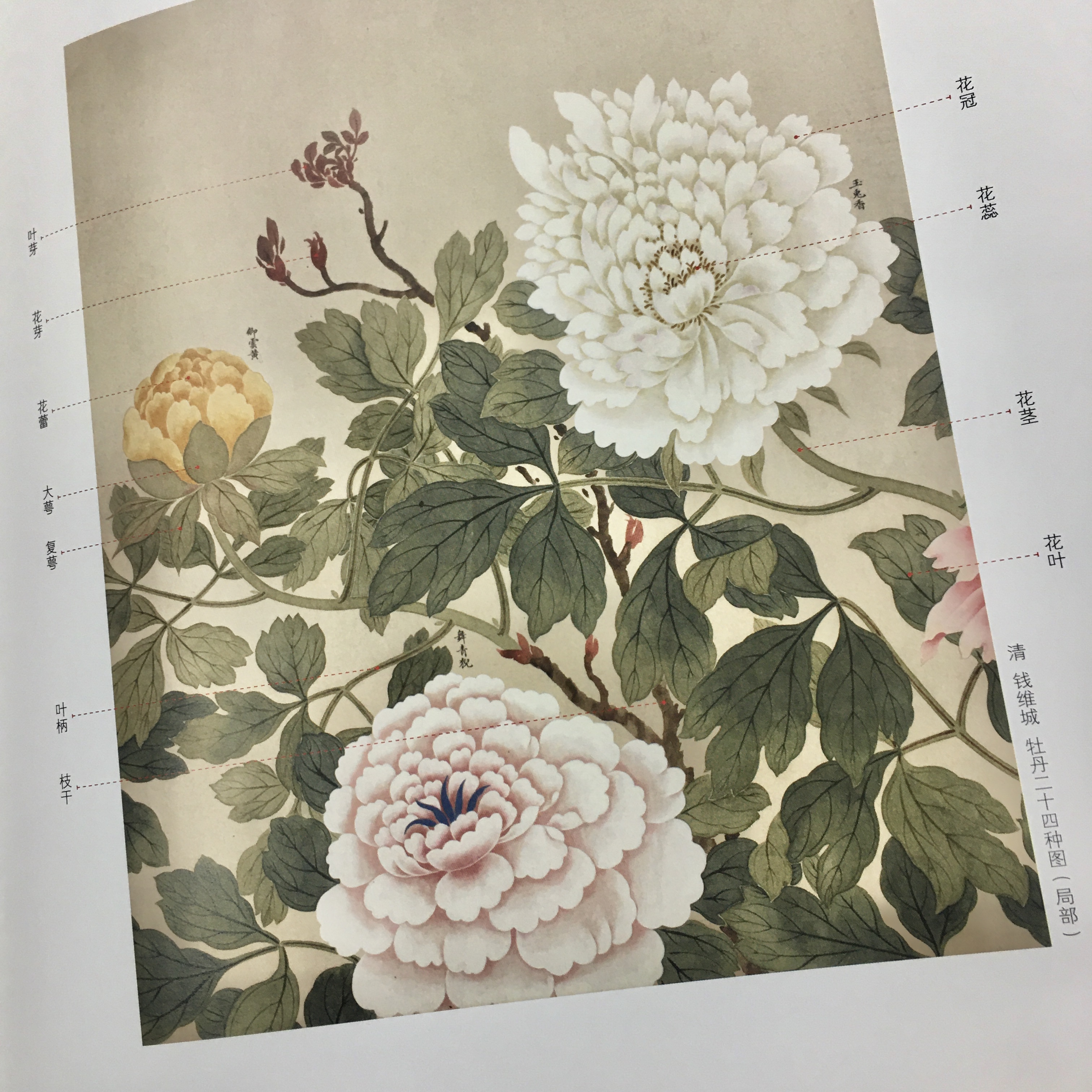 故宮畫譜—花鳥卷牡丹