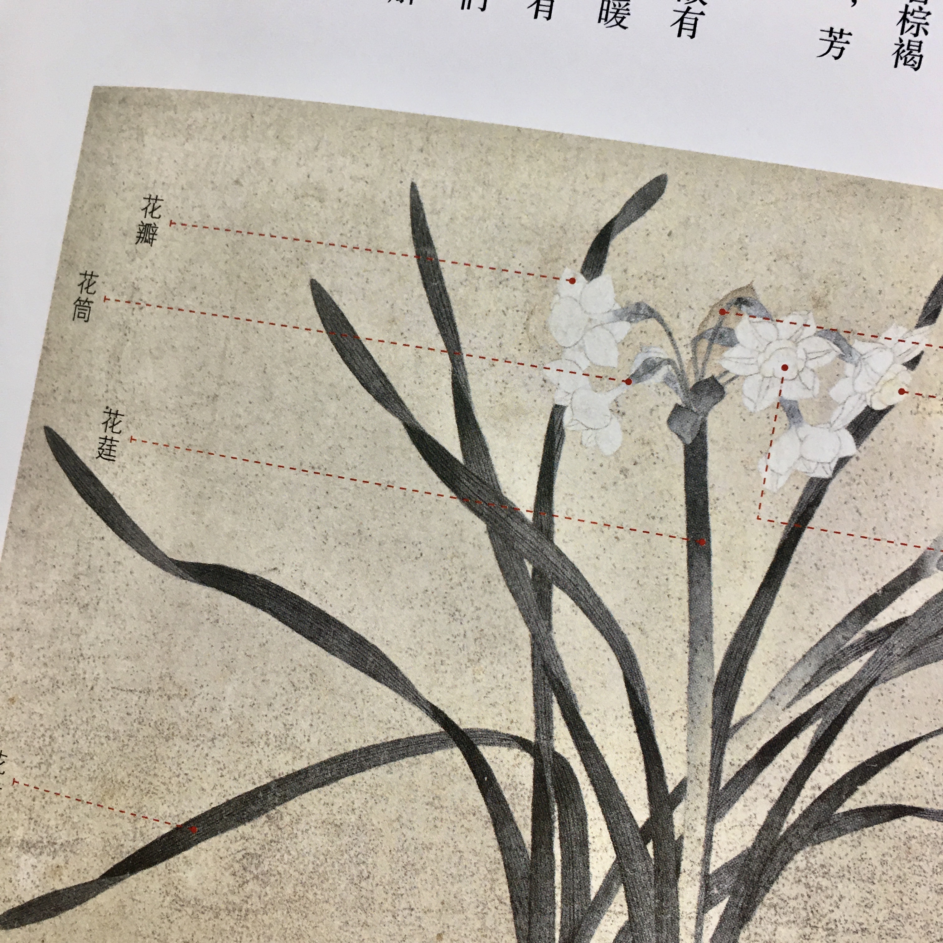 故宮畫譜—花鳥卷水仙