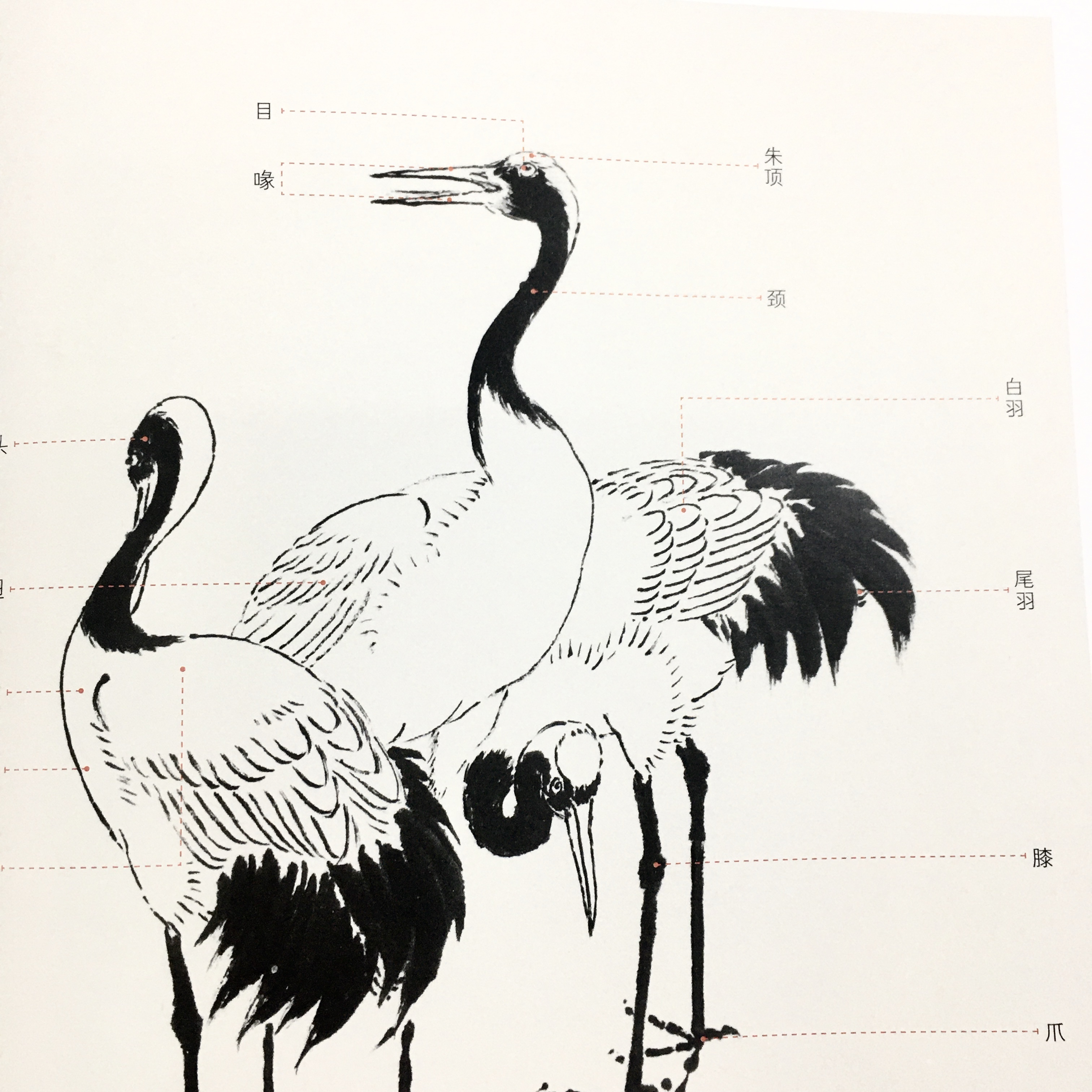 故宮畫譜—花鳥卷仙鶴