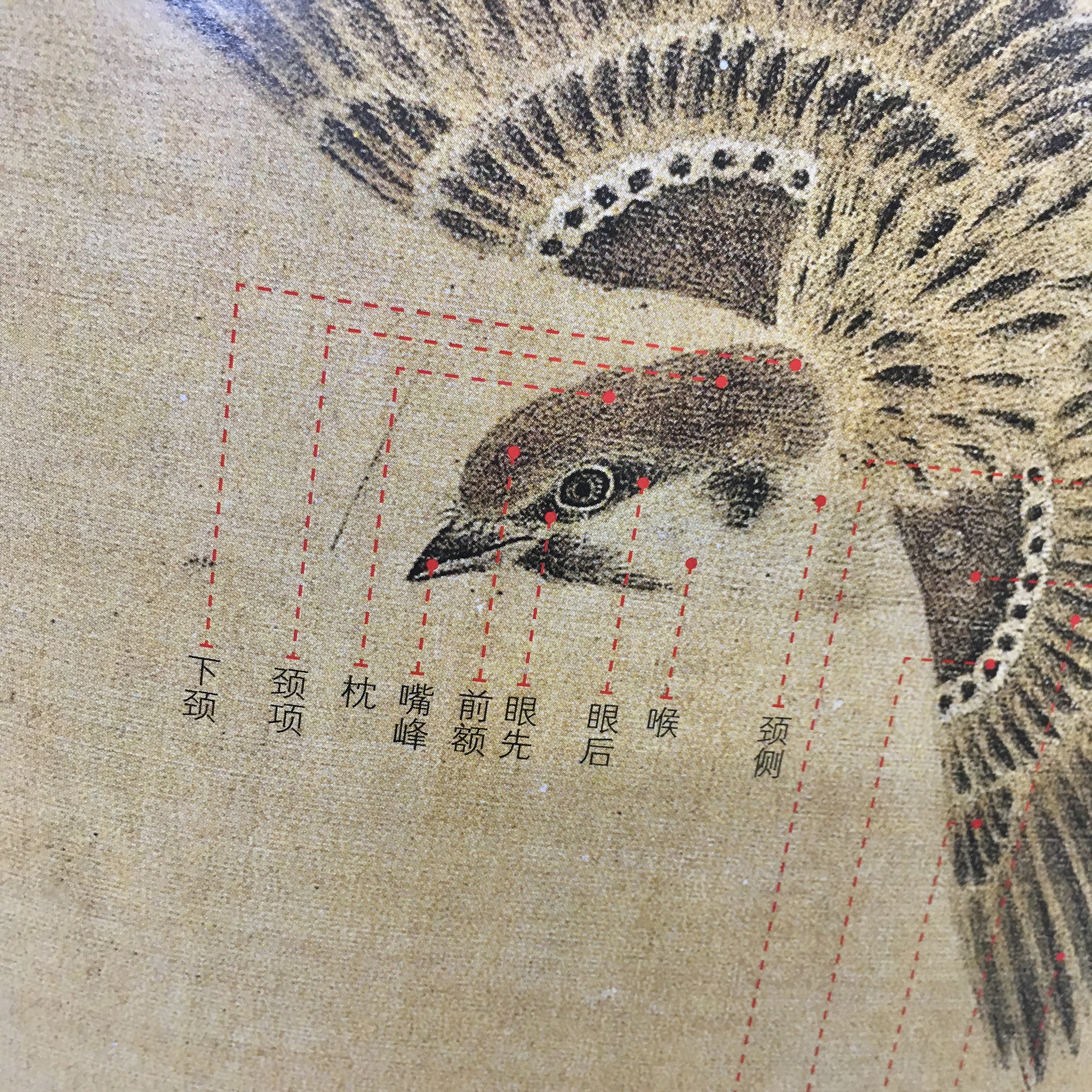 1997年初版「The Manual of Birds（故宮鳥譜）」 鳥譜（一） 冊鸞- 故宮