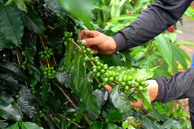 阿里山咖啡原鄉之旅 Sumi Apron Coffee Farm at Alishan