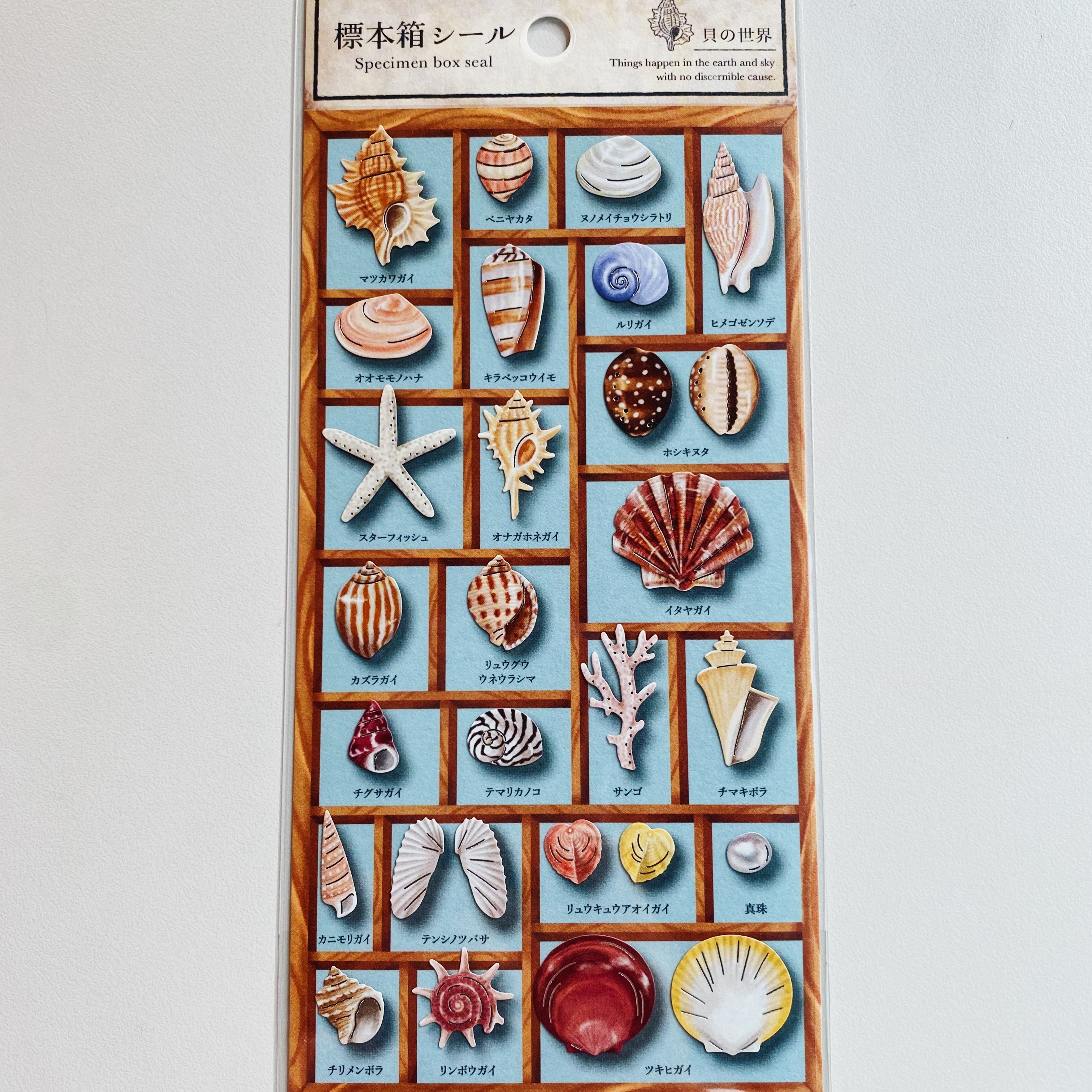 Mind Wave 標本箱系列貼紙 貝殼 80704