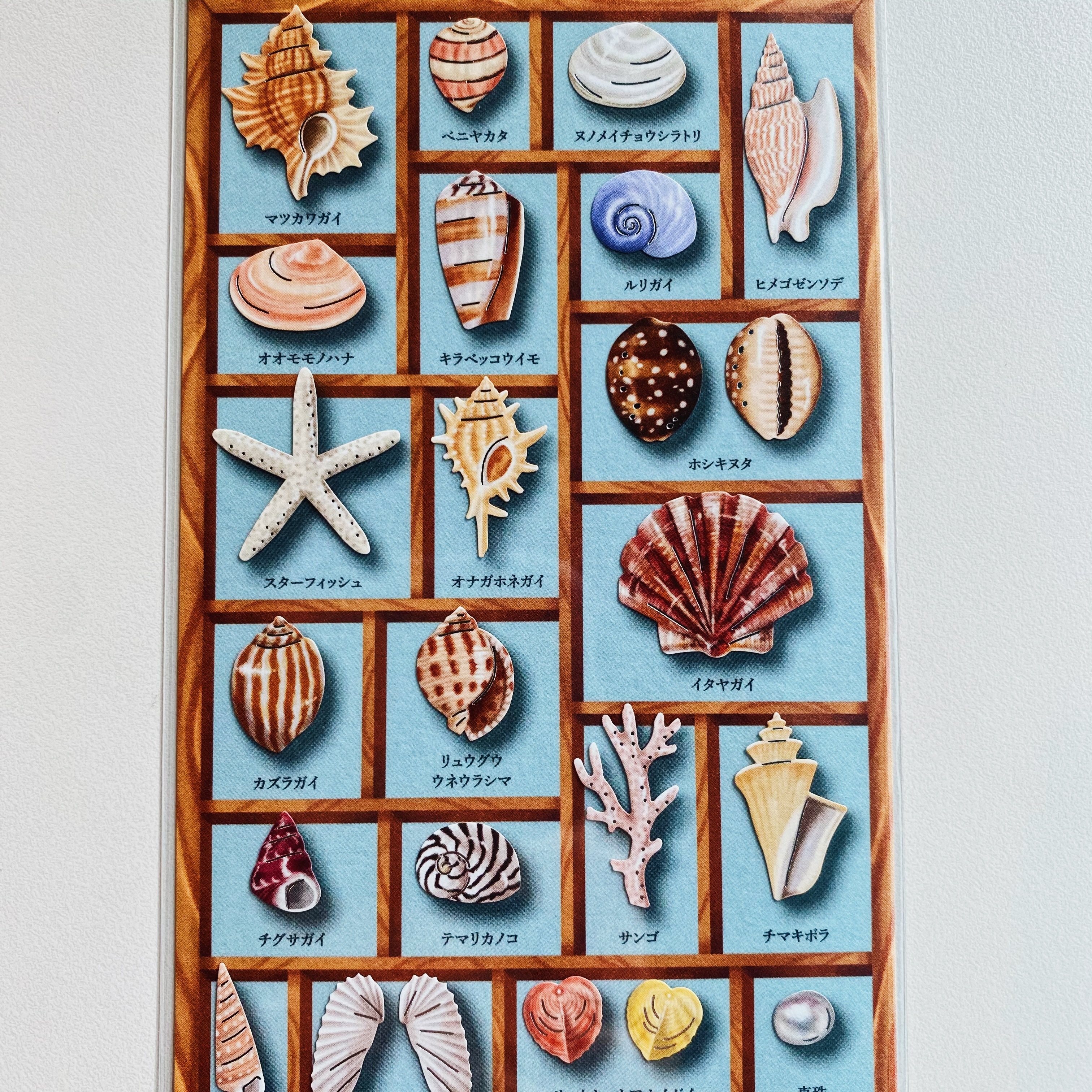 Mind Wave 標本箱系列貼紙 貝殼 80704