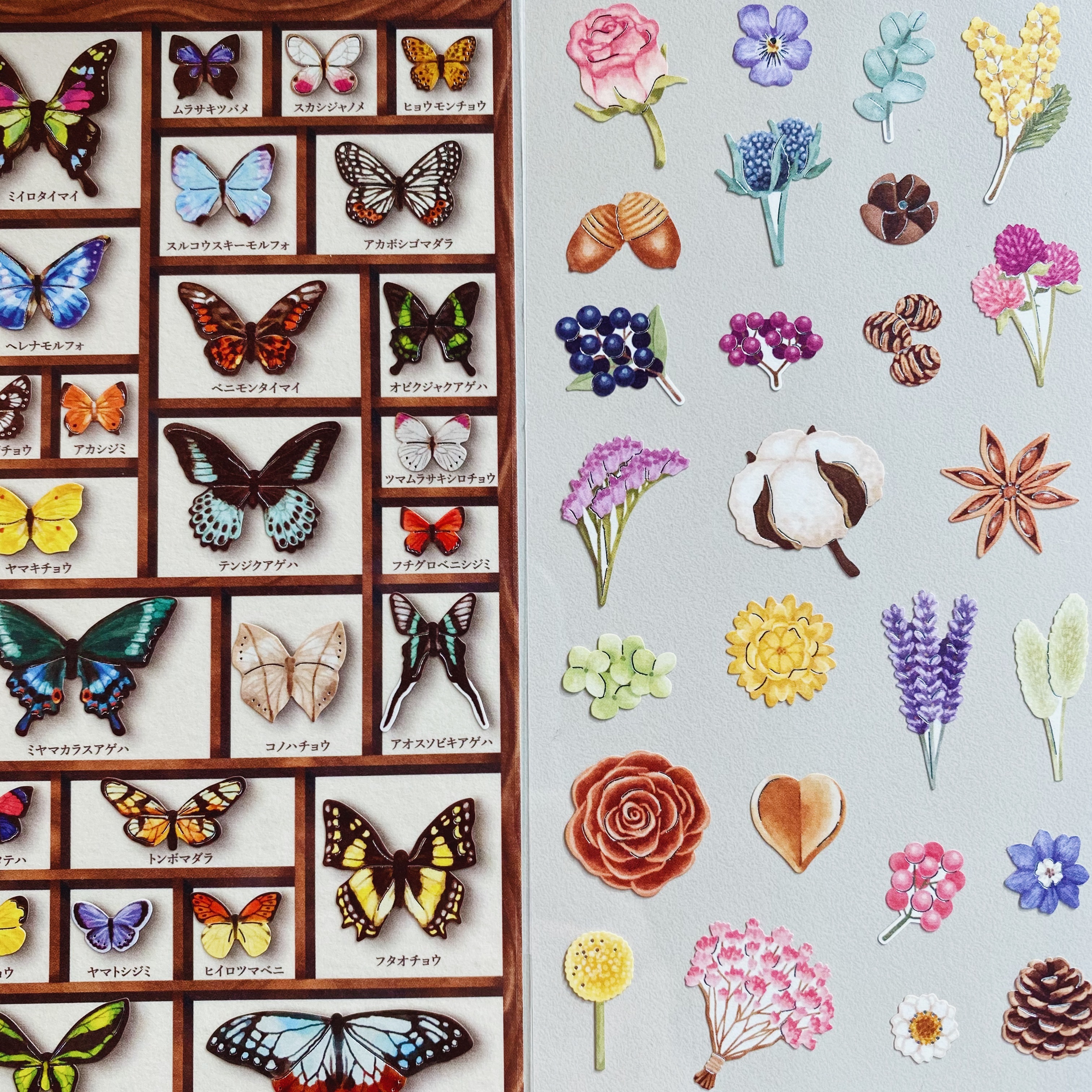 Mind Wave 標本箱系列貼紙 蝴蝶 80703