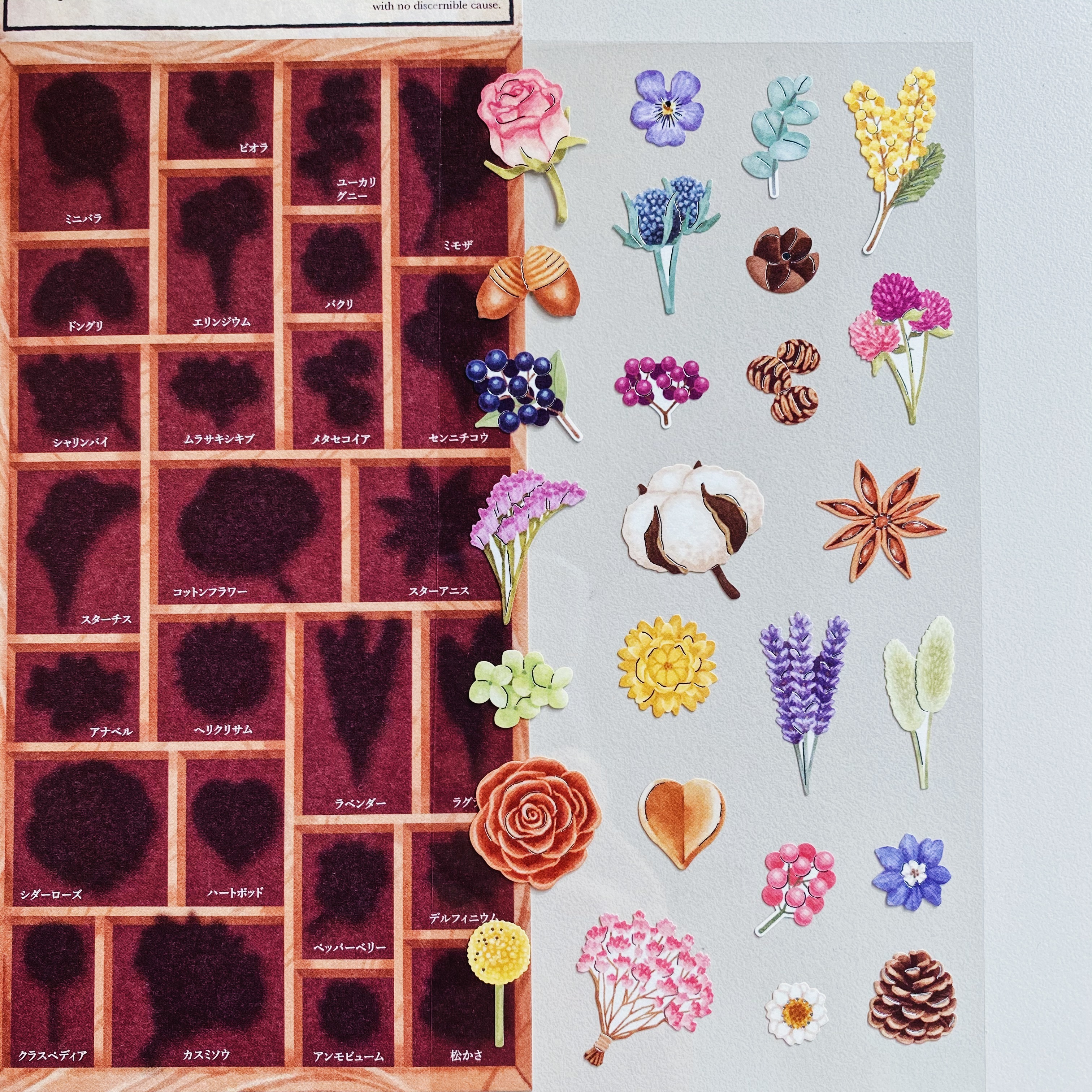 Mind Wave 標本箱系列貼紙 植物 80702