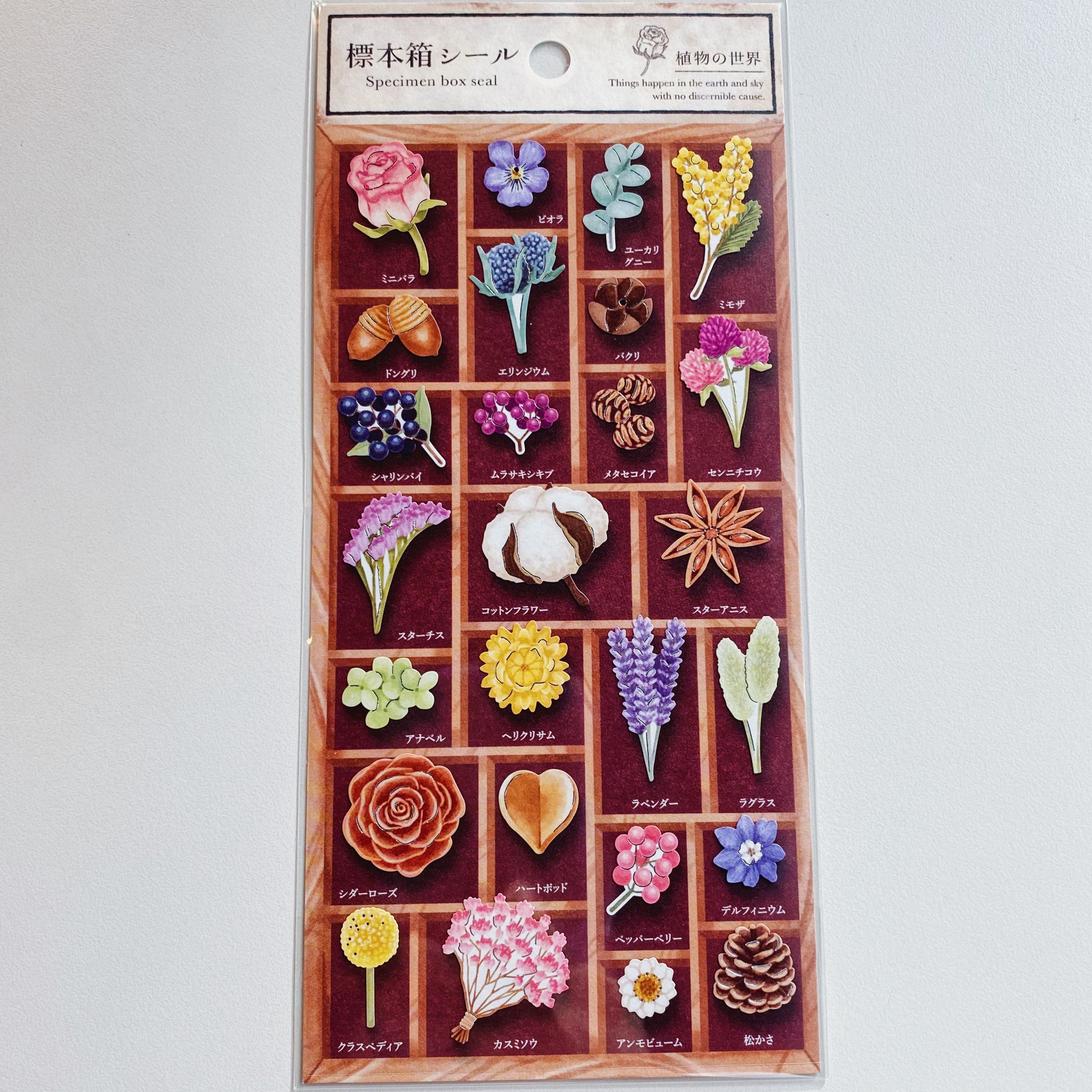 Mind Wave 標本箱系列貼紙 植物 80702