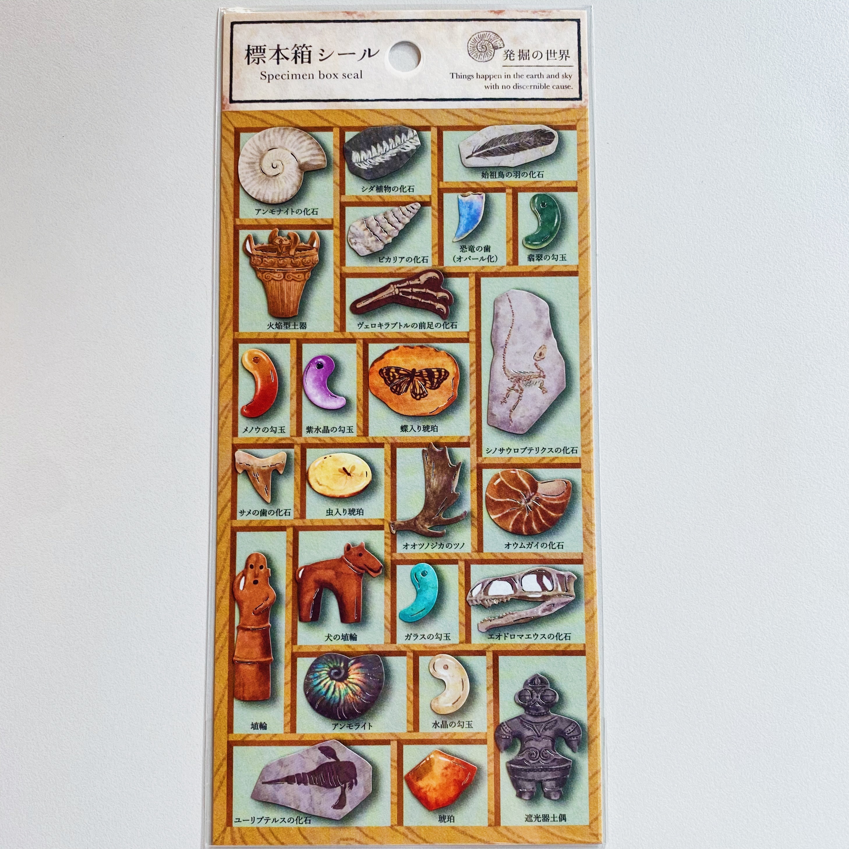 Mind Wave 標本箱系列貼紙 化石 80701