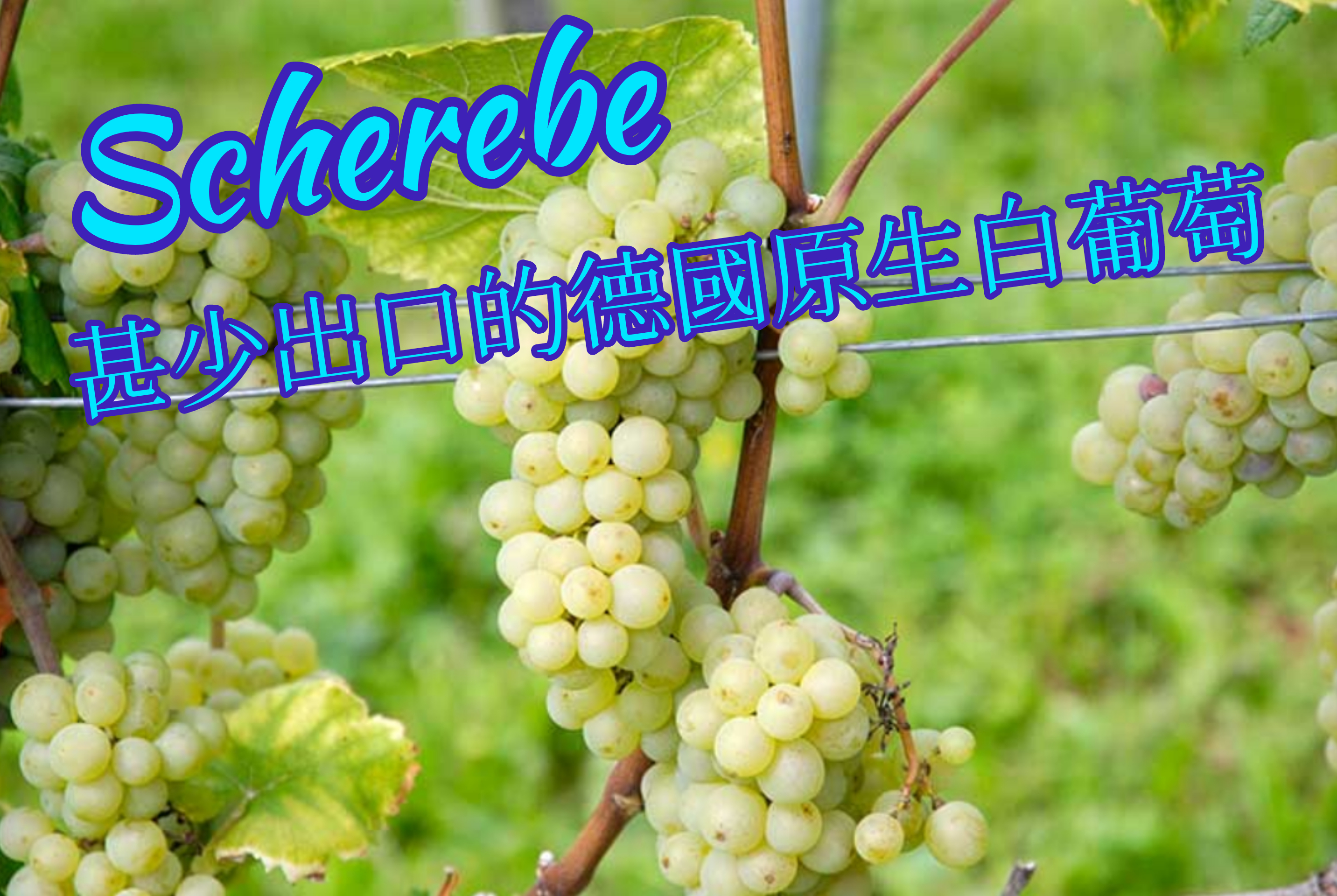 Scheurebe ︱德國甚少出口的原生白葡萄