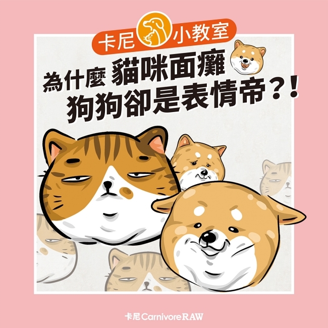 為什麼狗狗表情比貓豐富得多？
